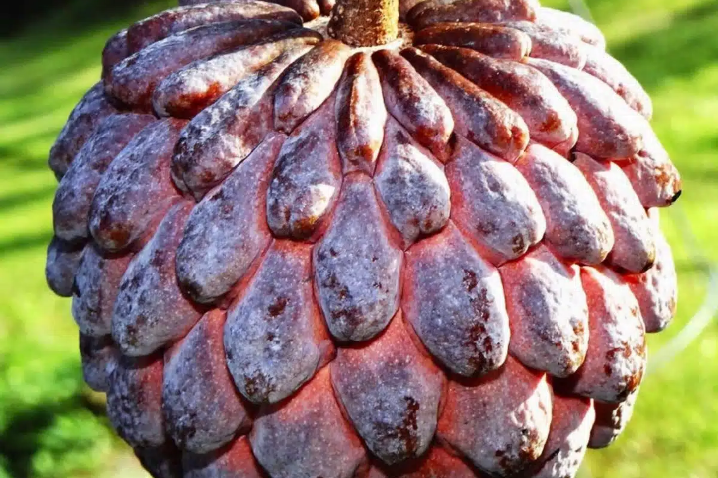 Live Sugar Apple Tree 12-24 Inches, Annona squamosa, Tropical Fruit Tree, Exotic Custard Apple, Patio or Garden Plant