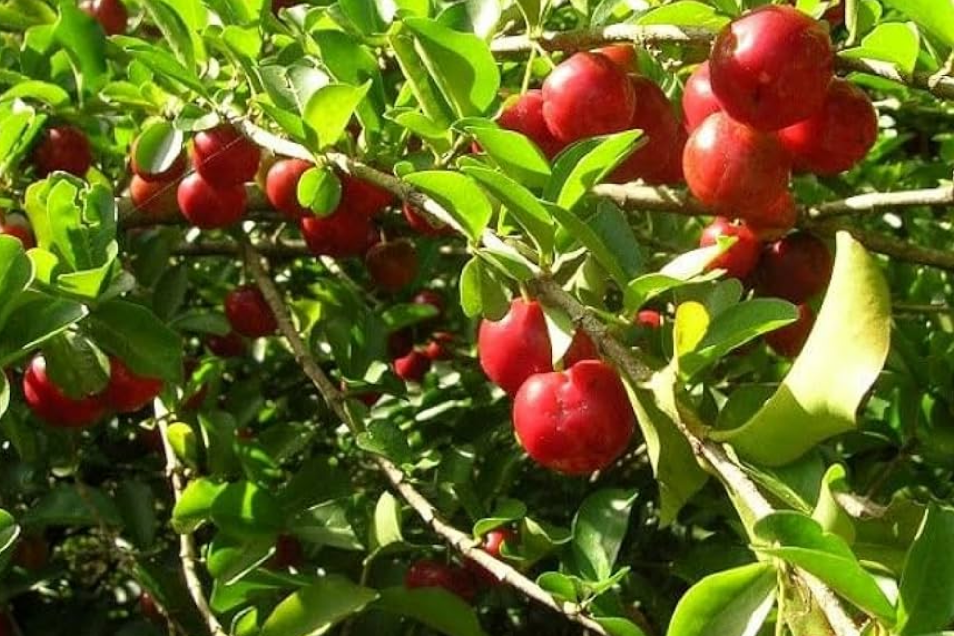 Live Acerola Tree 12-24 Inches | Vitamin C-Rich Barbados Cherry Plant | Tropical Fruit Tree for Gardens & Pots