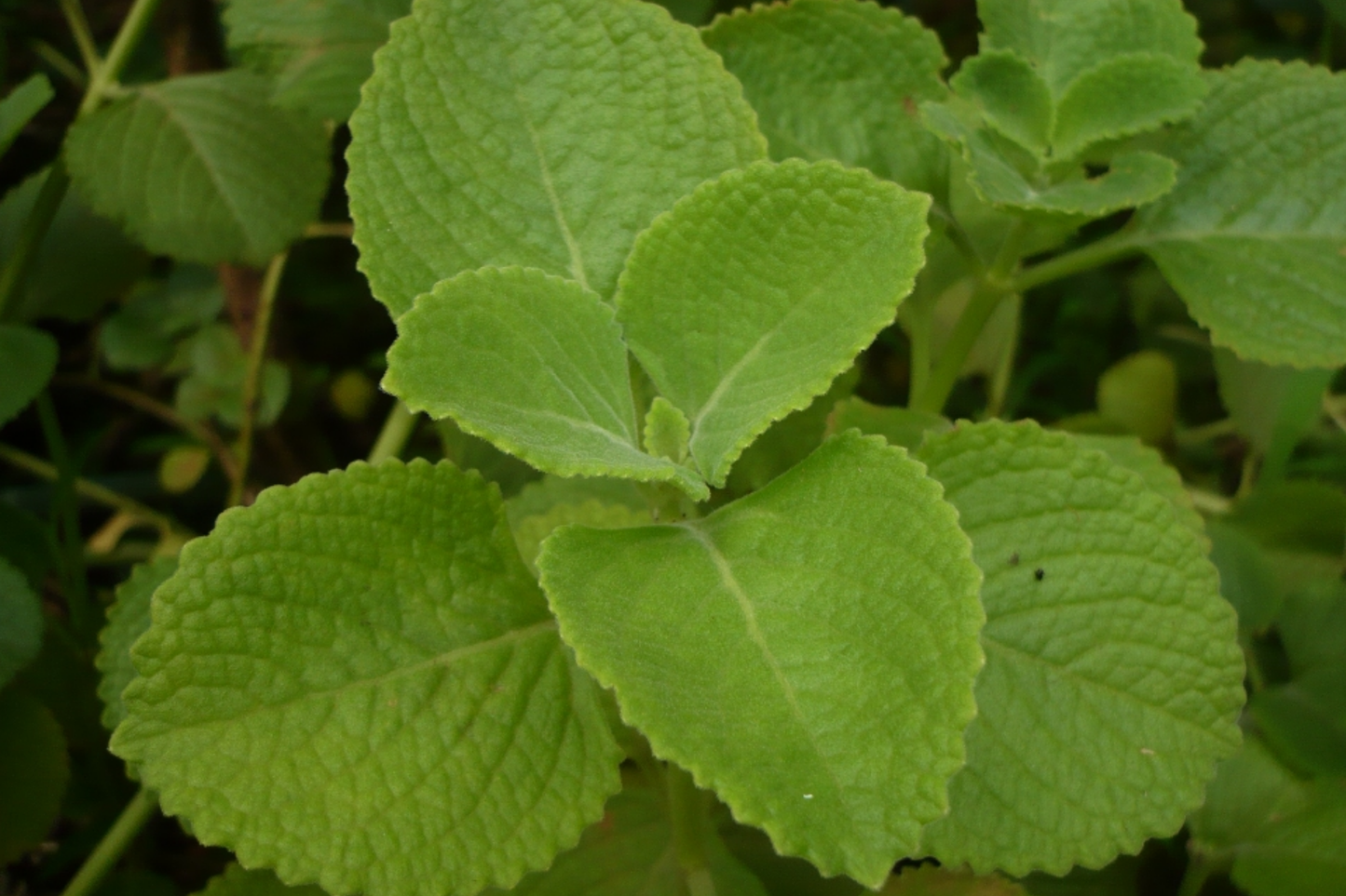 Live Indian Borage Herb Plant 1'-2' Tall | Aromatic Tropical Succulent for Indoor & Garden Use | Culinary & Medicinal Herb