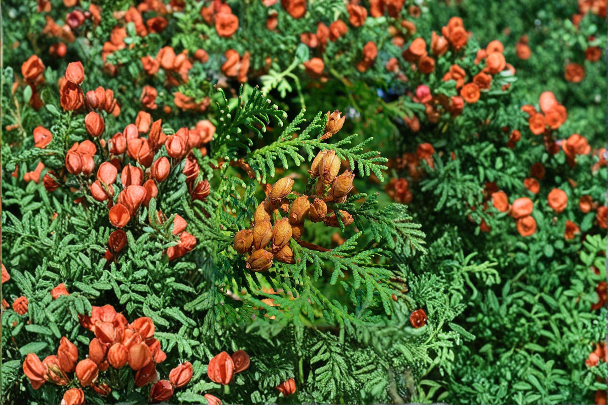 Eastern Arborvitae Seeds | 50 Count | Thuja occidentalis | Northern White Cedar | Hardy Evergreen Conifer for Hedges & Landscaping