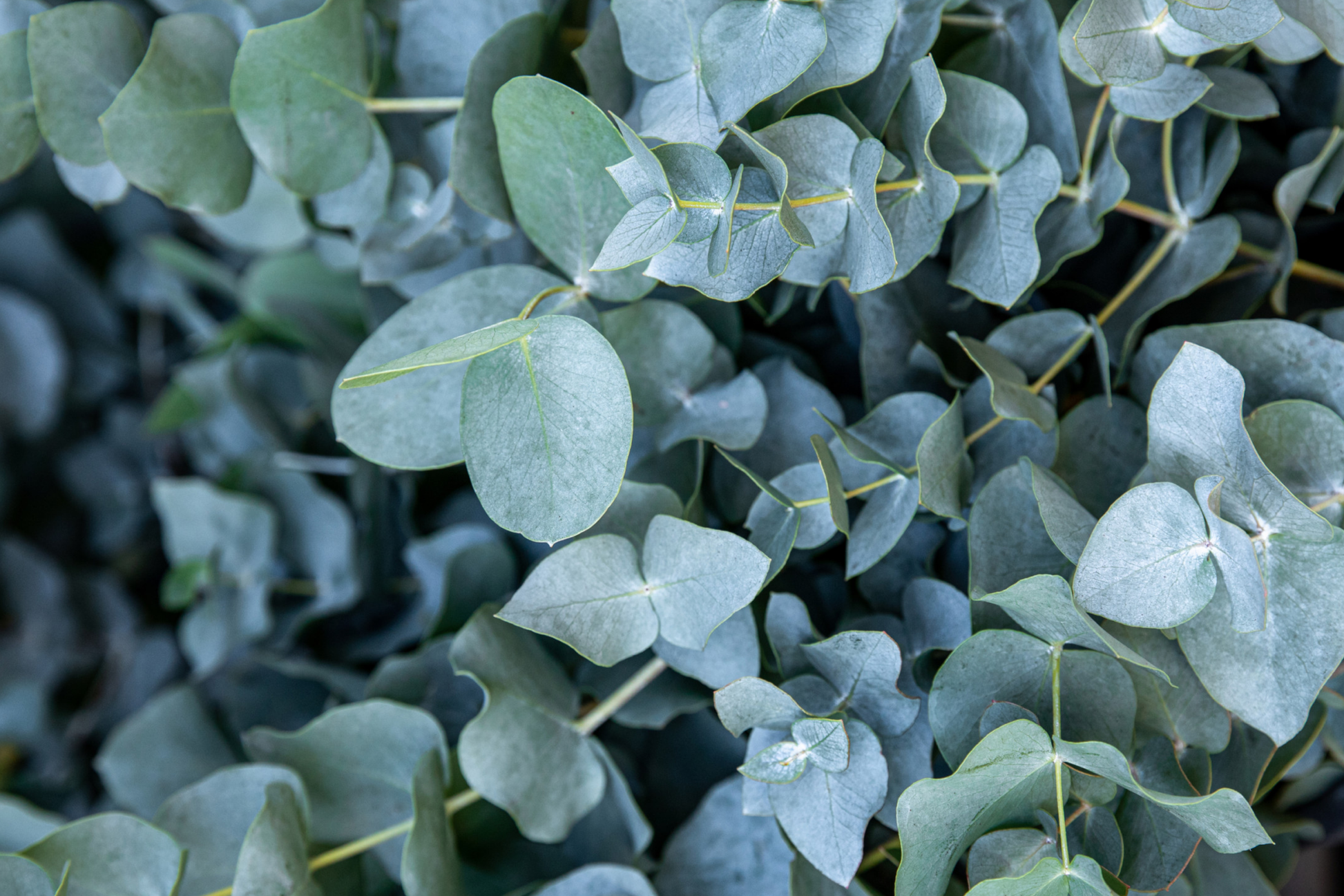 Eucalyptus Baby Blue Starter Plant | Live Rooted Plug | Compact Silver Dollar Eucalyptus | Aromatic Foliage & Creamy Blooms