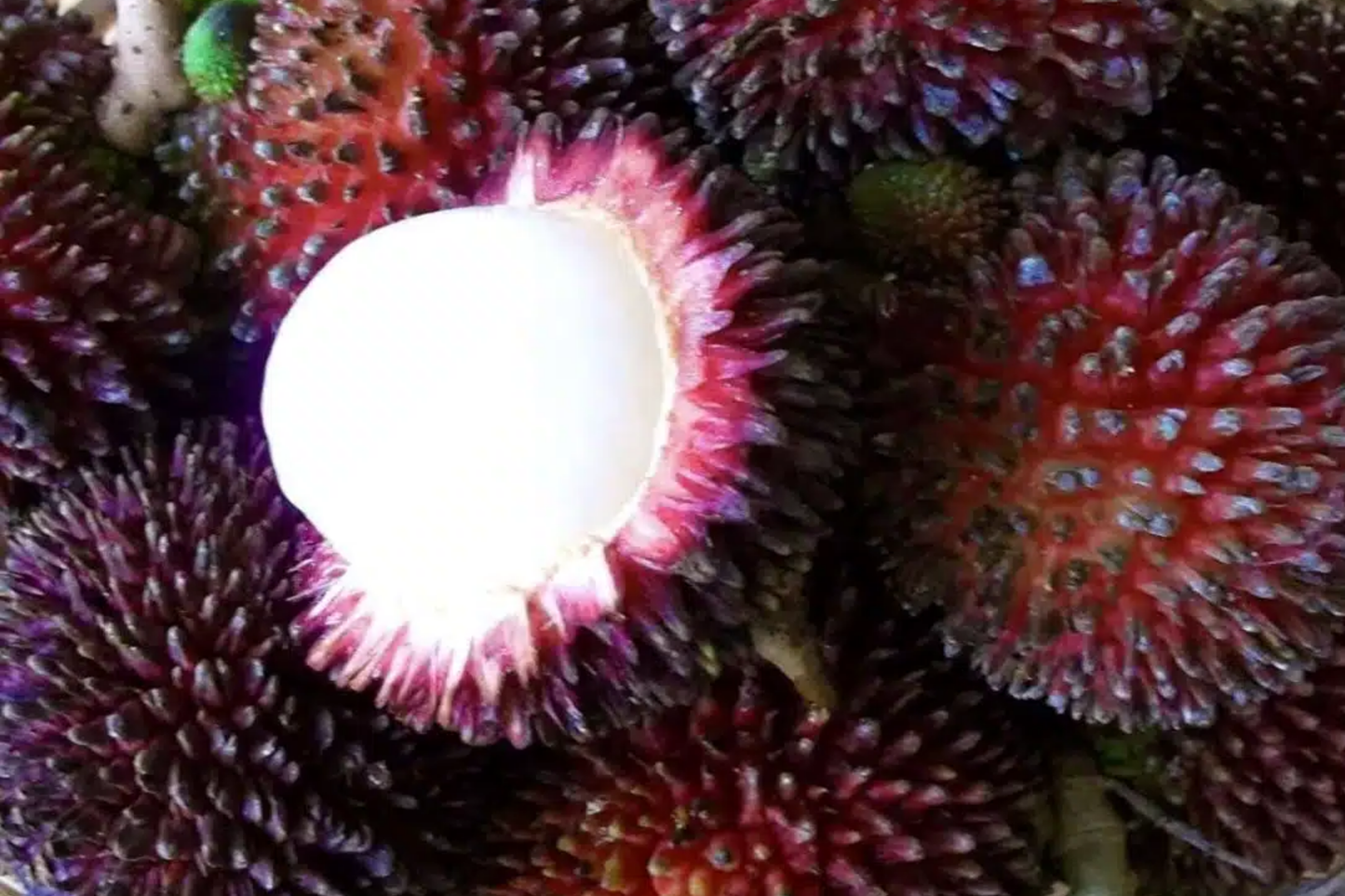Grafted Pulasan Tree Starter Plant 24-36" | Exotic Tropical Fruit Tree Nephelium Ramboutan-Ake