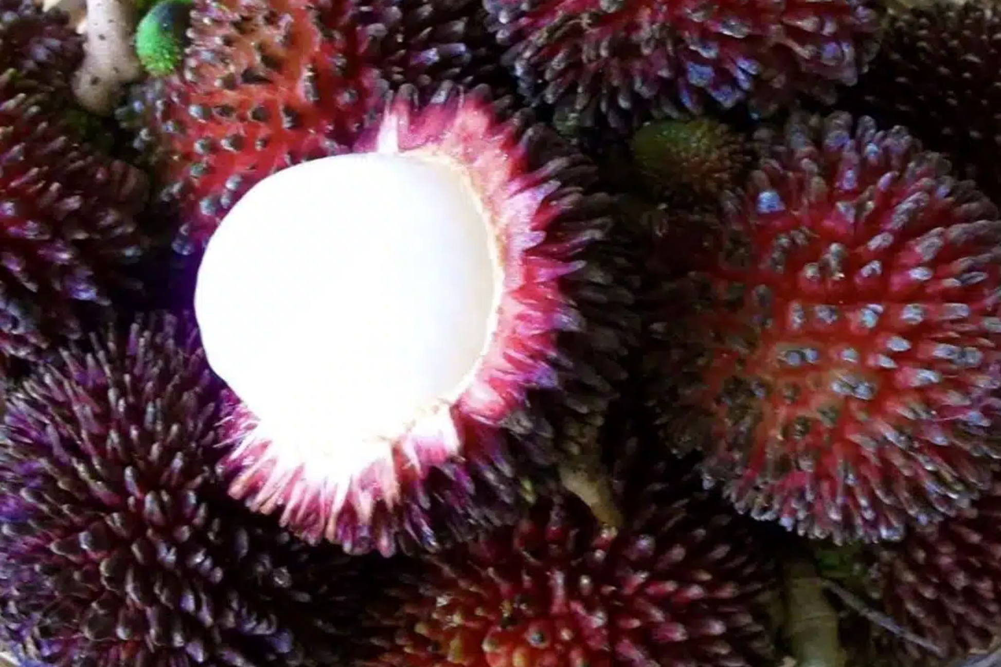 Grafted Pulasan Tree Starter Plant 24-36" | Exotic Tropical Fruit Tree Nephelium Ramboutan-Ake
