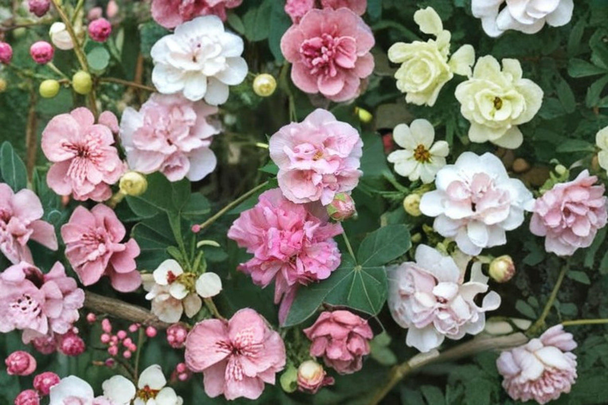 False Confederate Rose Seeds - 10 Seeds - Everblooming Hibiscus - Hibiscus paramutabilis - Hardy Ornamental Plant