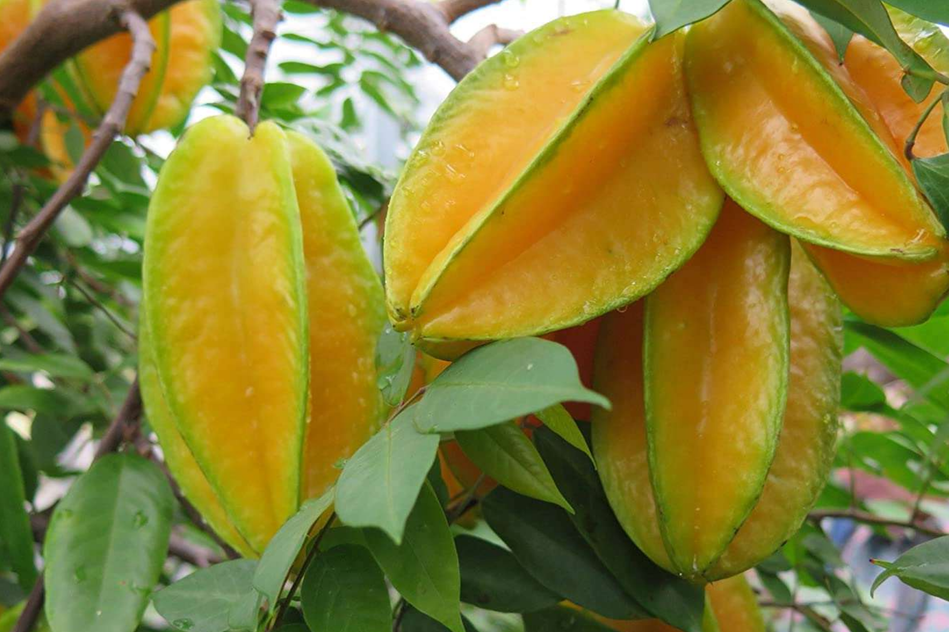 Grafted Star Fruit Tree 24-36" | Tropical Averrhoa carambola | Fast-Growing, Easy Care, Star-Shaped Fruit, Live Fruit Tree