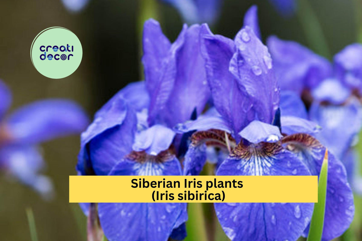 Siberian Iris Plants - Set of 10+ Live Rooted Clumps with Purple Blue Flowers for Borders & Gardens