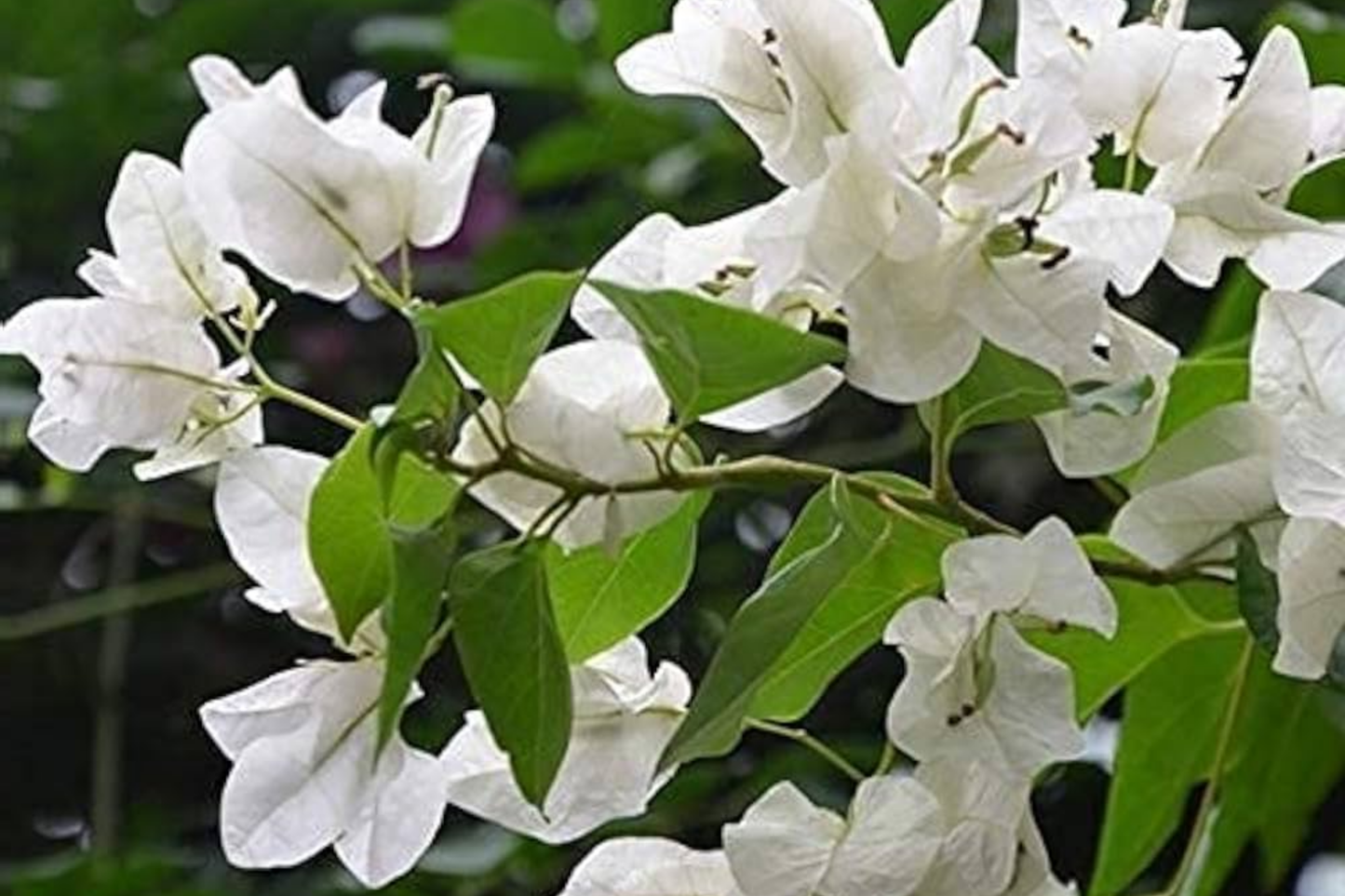White Trinitaria Bougainvillea Live Plant 1-2 ft Climbing Flowering Vine with White Bracts, Drought-Tolerant, Low Maintenance
