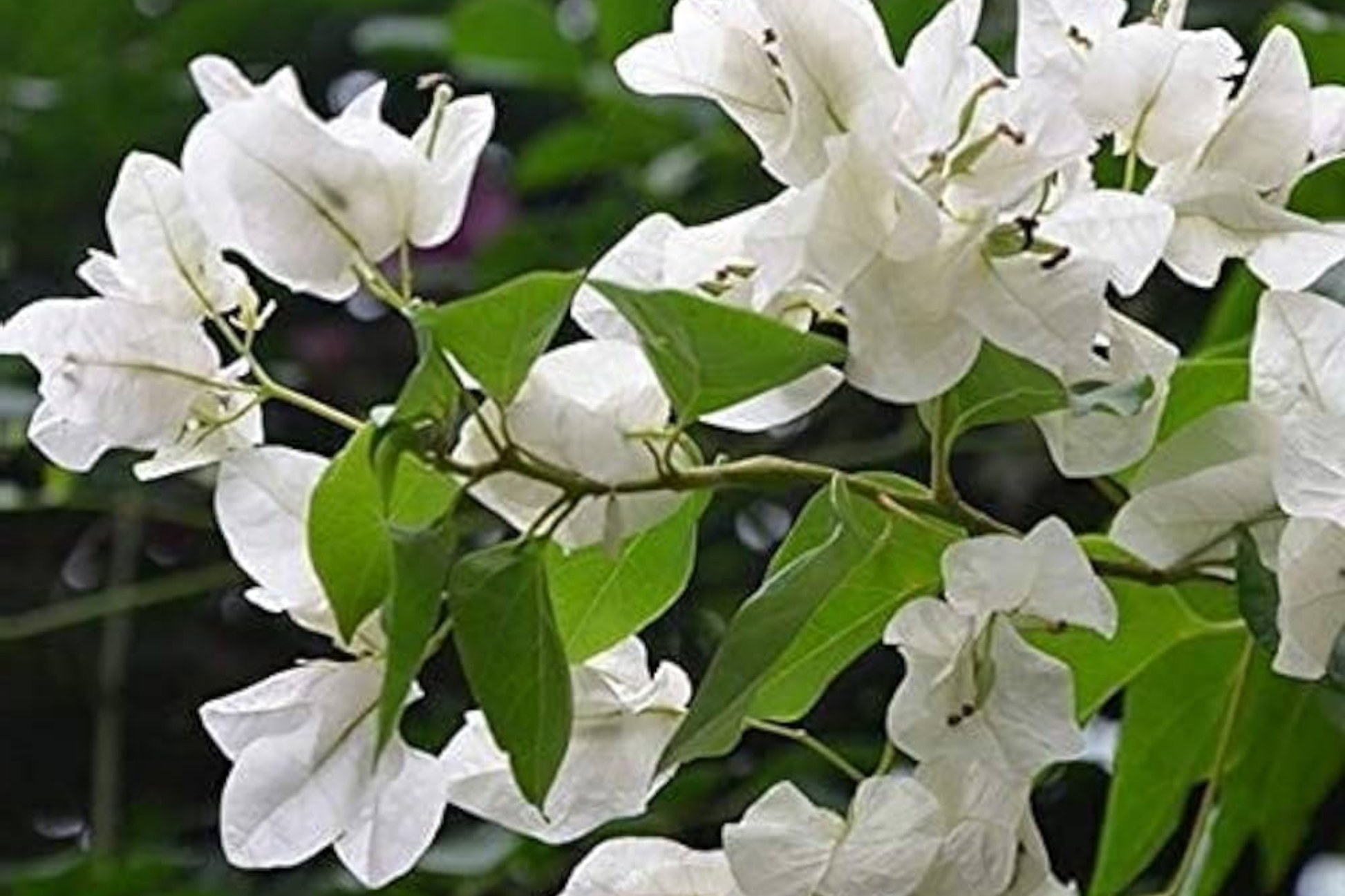 White Trinitaria Bougainvillea Live Plant 1-2 ft Climbing Flowering Vine with White Bracts, Drought-Tolerant, Low Maintenance