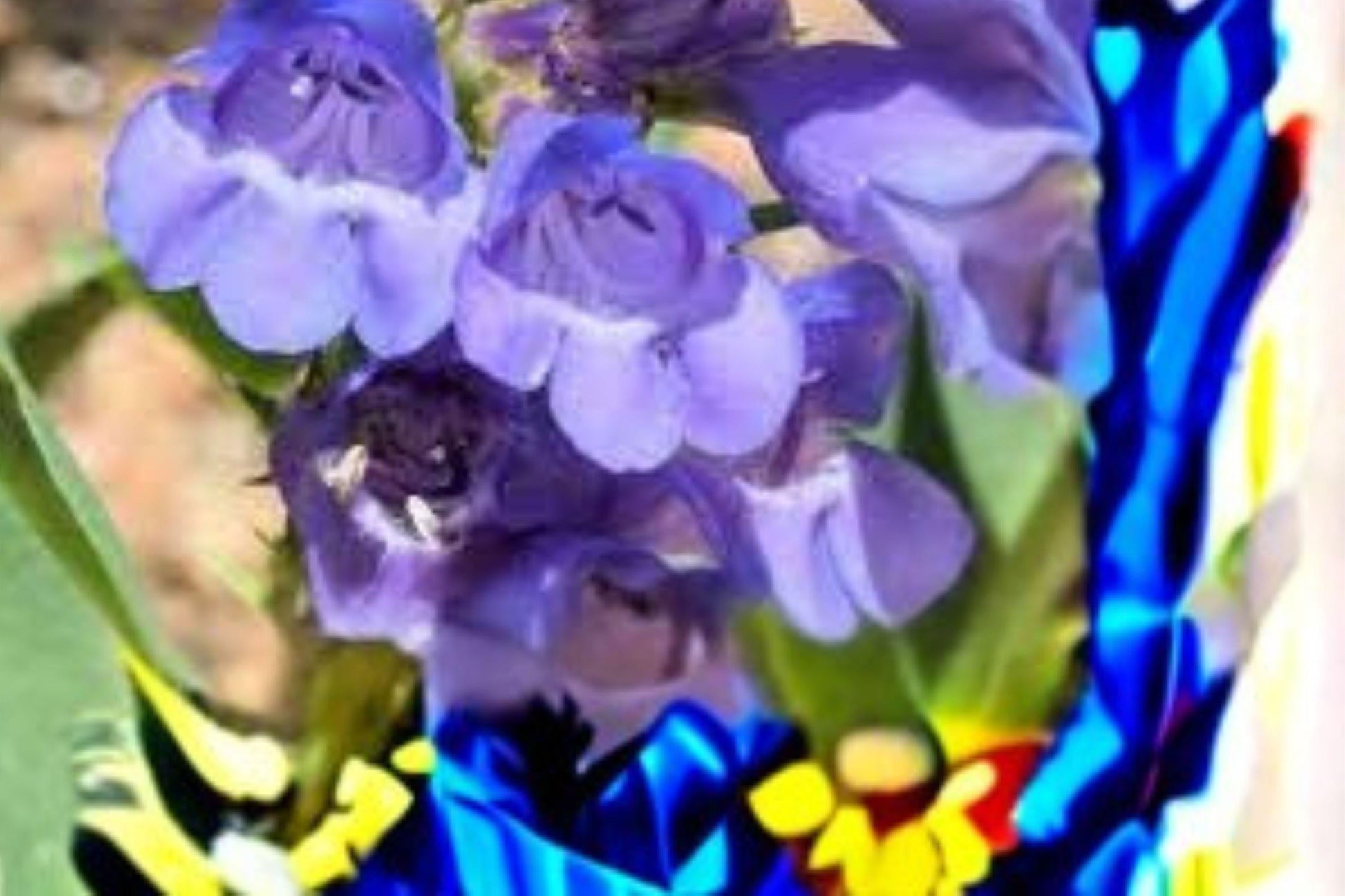 Alpine Penstemon Seeds, Blue Violet Wildflower, Pollinator Garden, Penstemon glaber var. alpinus, 100 mg