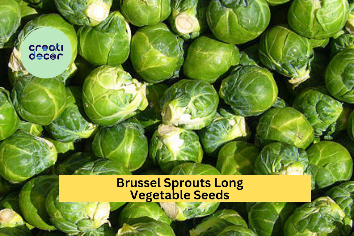 Brussels Sprouts Seeds 3pcs x 1g Long Island Improved Heirloom Compact Brassica oleracea for Raised Beds & Fall Planting
