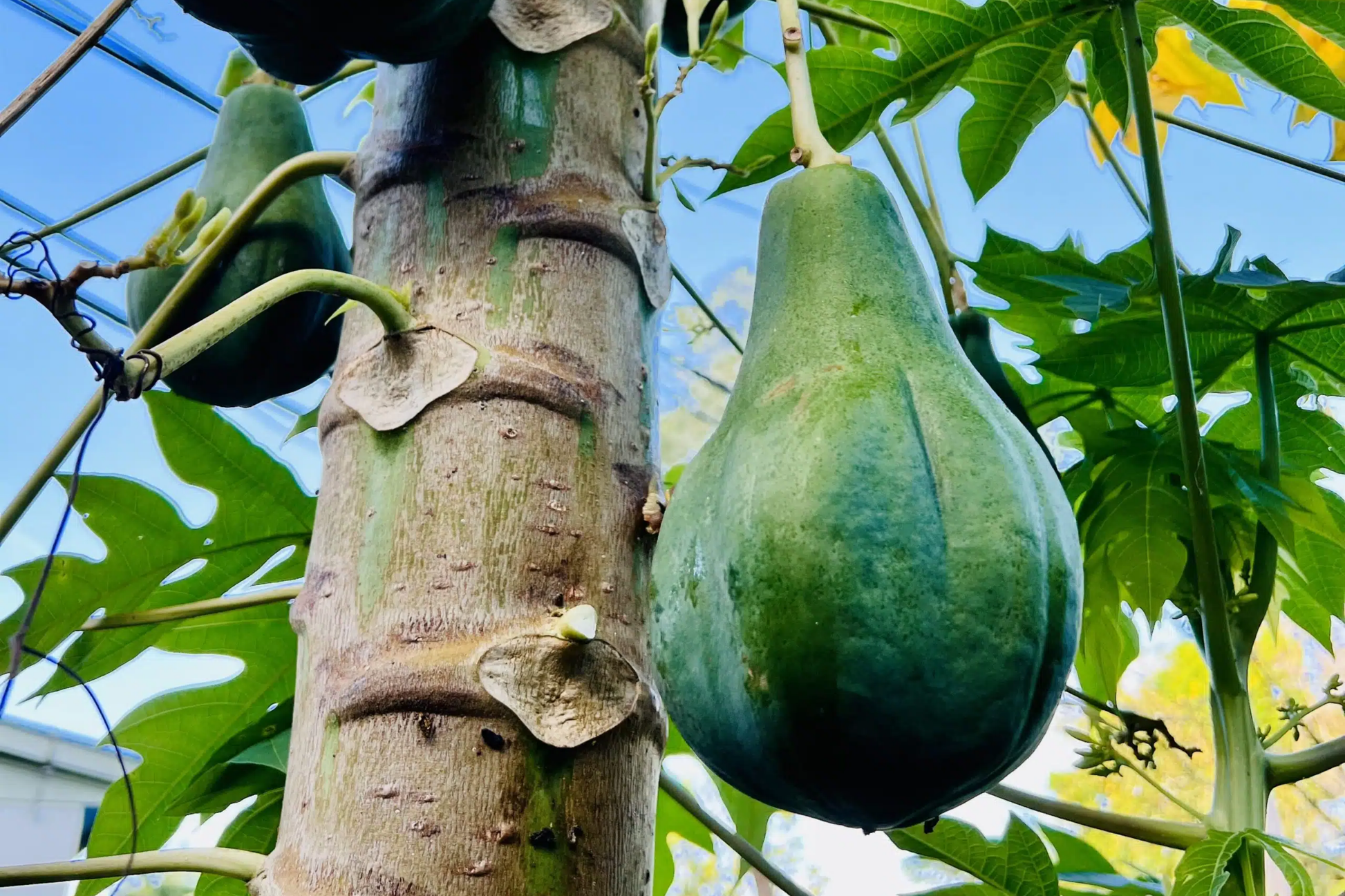 Hanging Papaya Tree Starter Plant | Tropical Fruit Plant with Sweet Juicy Papayas | Carica papaya