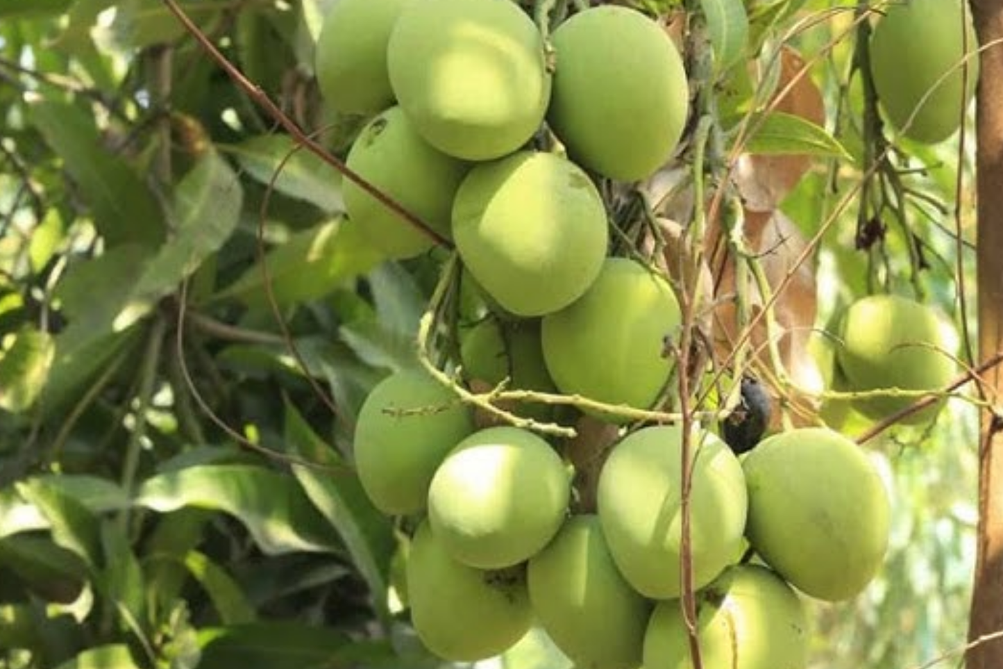 Grafted Colombo Kidney Mango Tree | 3'-4' Live Tropical Fruit Plant | Sweet, Unique Kidney-Shaped Mangoes | Mangifera indica