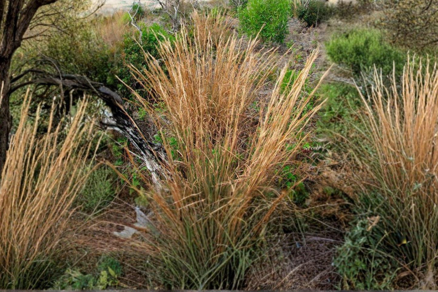 100 Broomsedge Seeds – Andropogon virginicus Native Prairie Grass for Landscaping & Erosion Control