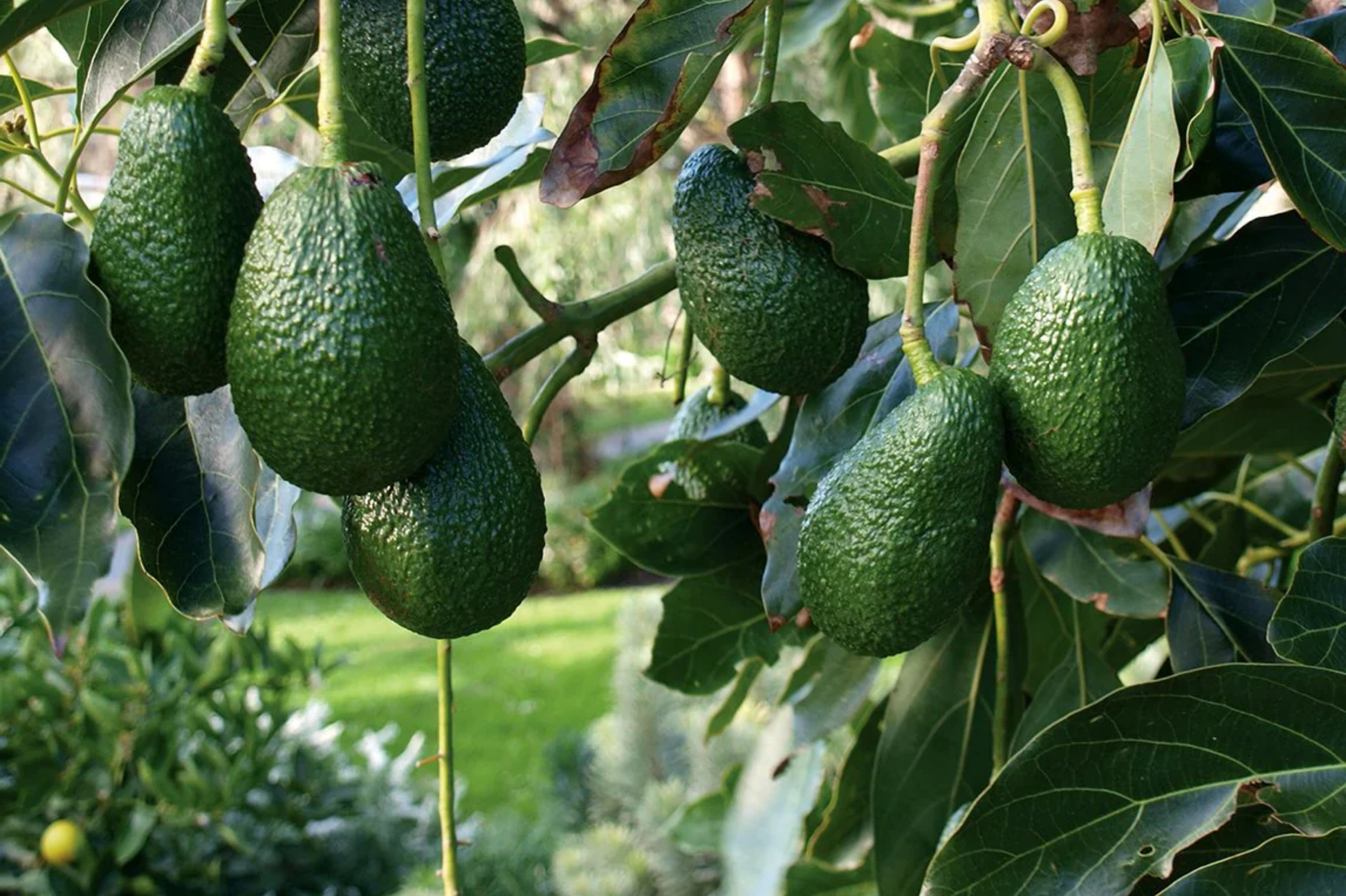 Grafted Hass Avocado Tree 12-24 Inches Live Tropical Fruit Plant for Home Garden, Easy to Grow Starter Tree