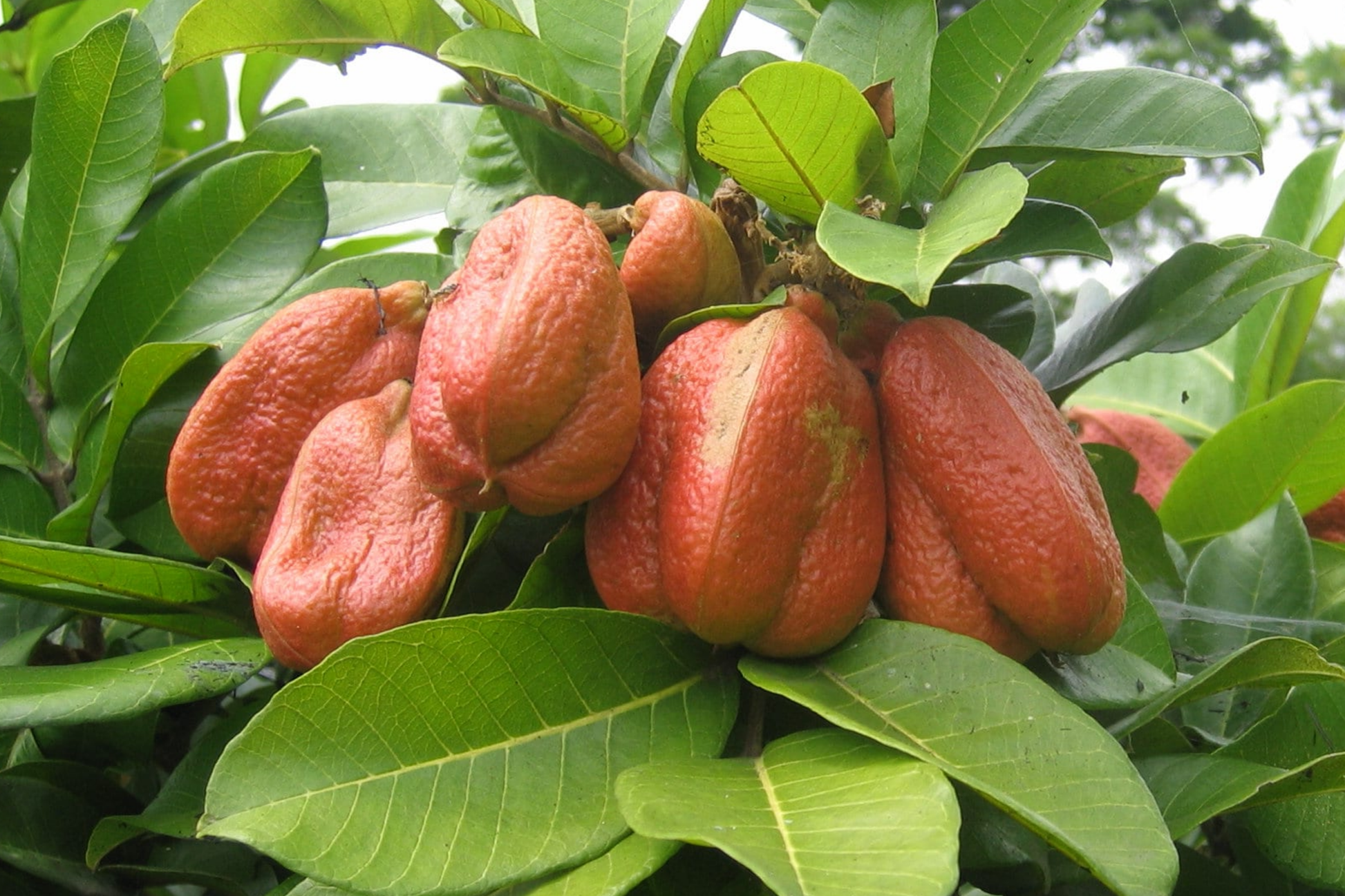 Ackee Starter Plant 12-24" | Tropical Fruit Tree Blighia sapida | Caribbean Culinary Plant