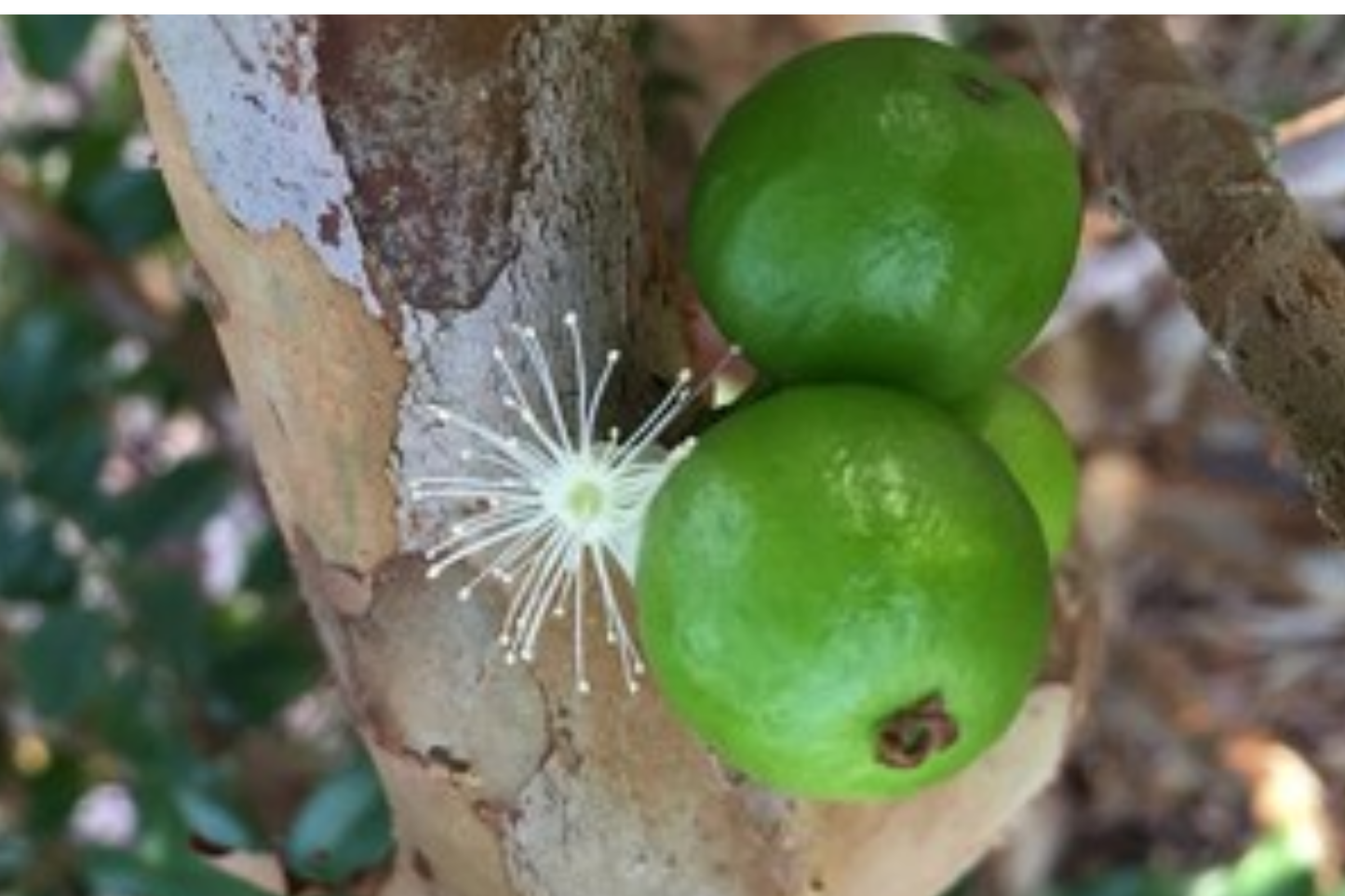 White Jaboticaba Starter Plant (Plinia cauliflora) 8"-15" Tropical Fruit Tree Live Plant, Exotic Edible Garden