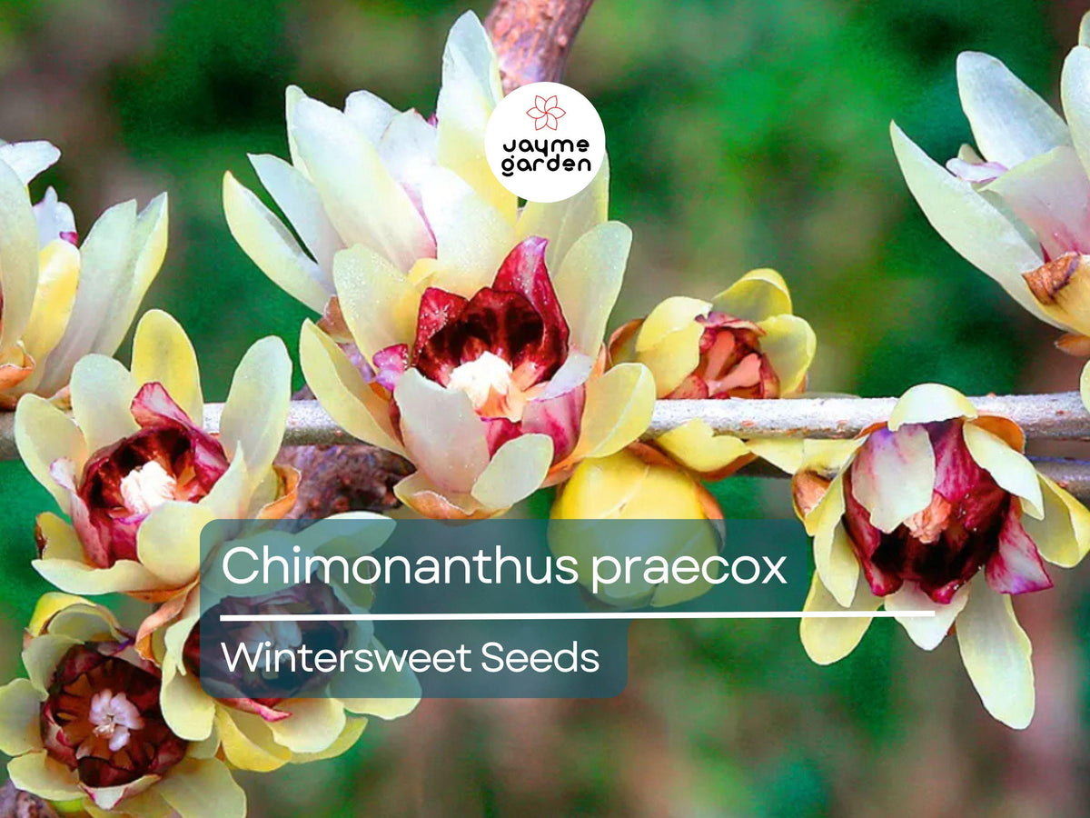 10 Seeds Chimonanthus Praecox | Wintersweet Japanese Allspice | Fragrant Winter Blooms | Hardy Ornamental Shrub