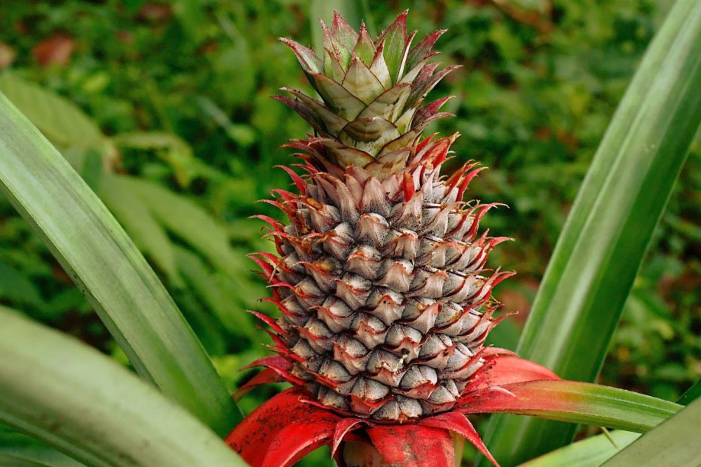 Pineapple Starter Plant 12-24" Ananas comosus Tropical Fruit Live Plant Easy Care Juicy Homegrown