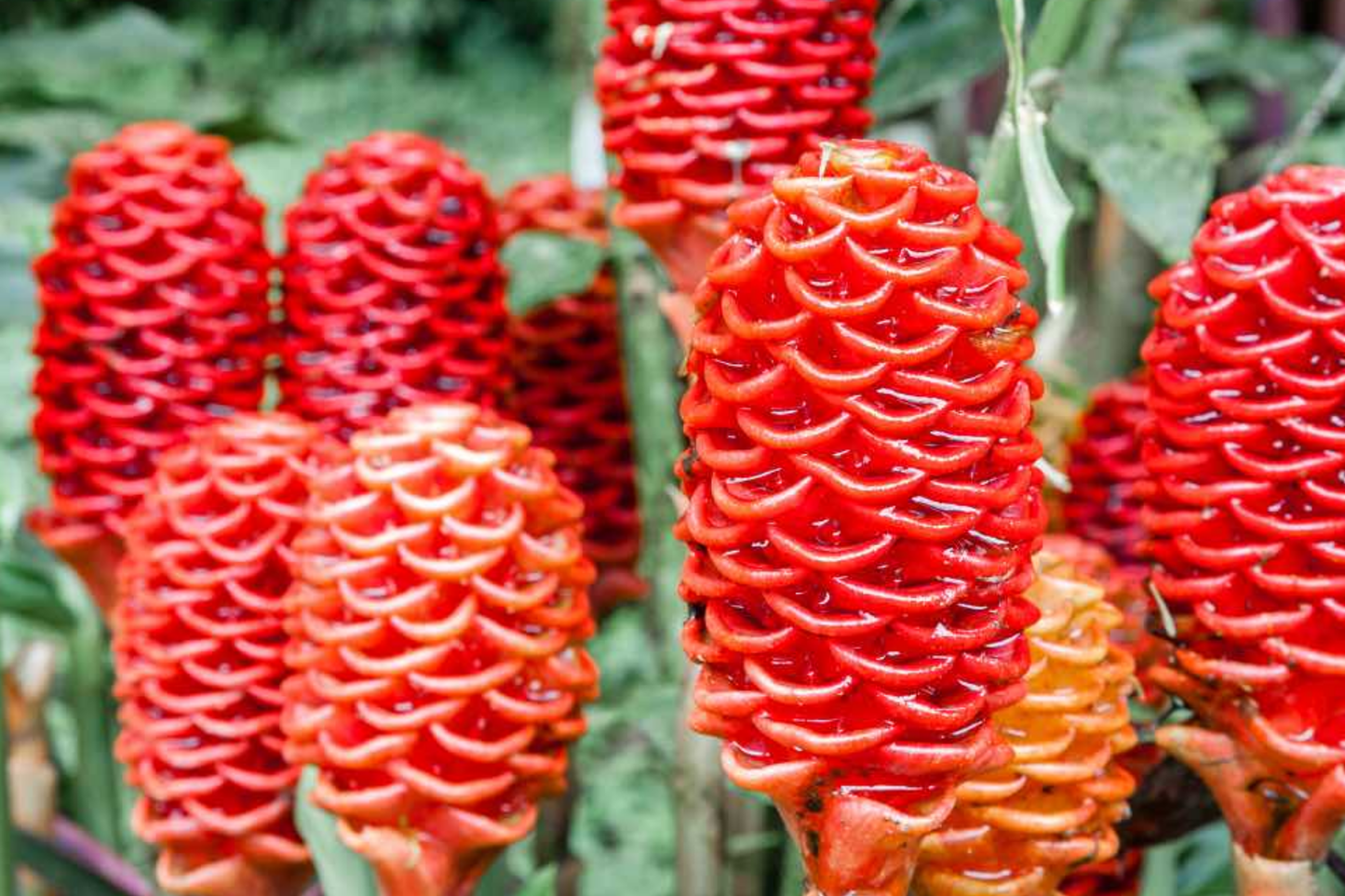 Pinecone Ginger Plant Starter | Zingiber zerumbet Tropical Ornamental with Cone-Shaped Flowers & Glossy Foliage