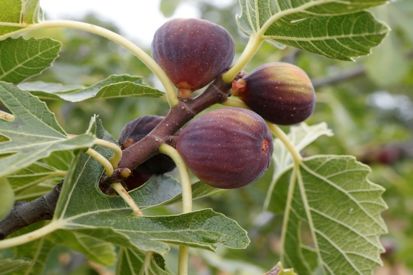 Ficus Carica Starter Plant – Live Tropical Fig Tree with Edible Sweet Figs for Gardens & Patios