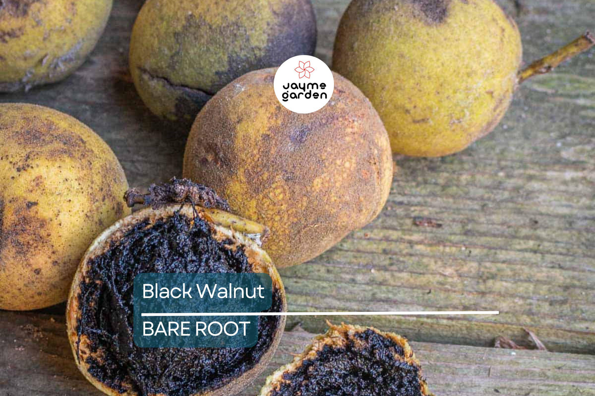 Black Walnut Trees - 2 Bare Root Seedlings, 3-4' Tall, Juglans nigra, Hardy for USDA Zones 4-9, Ideal for Shade & Nut Production