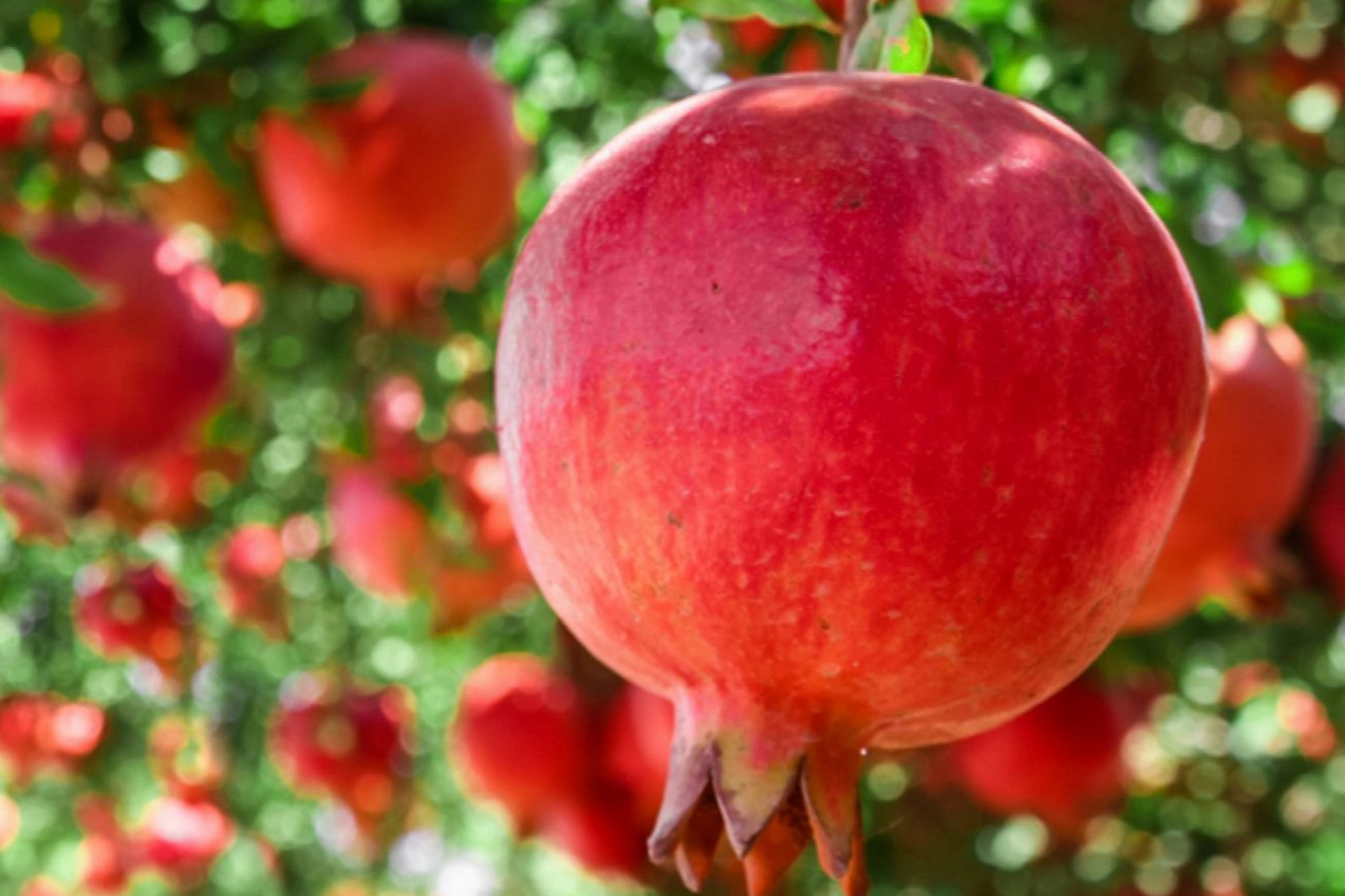 Pomegranate Tree Starter Plant 10"-24" Punica granatum Hardy Fruit Tree for Gardens & Containers