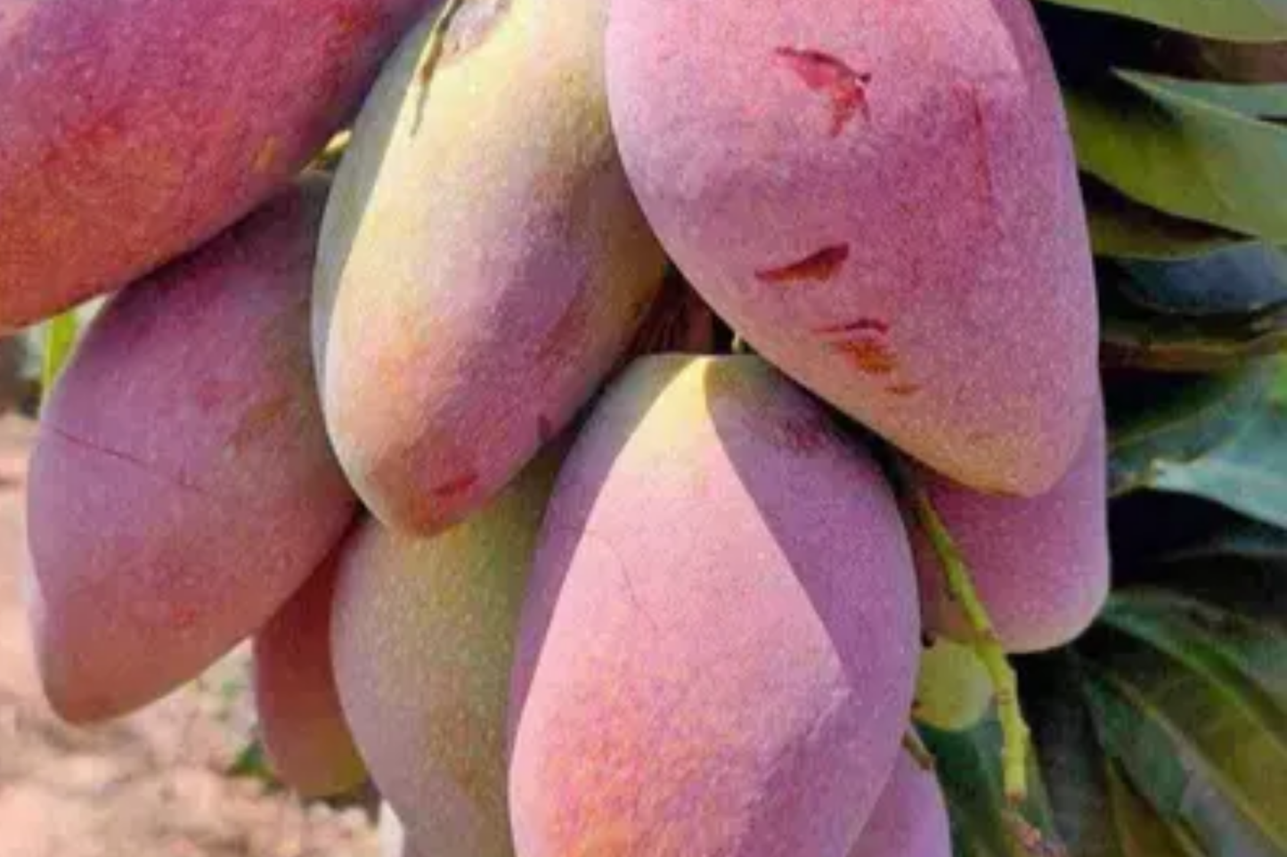 Grafted Ivory Mango Tree 3'-4' | Fiberless Sweet Tropical Fruit | Container-Friendly Live Tree | Mangifera spp.