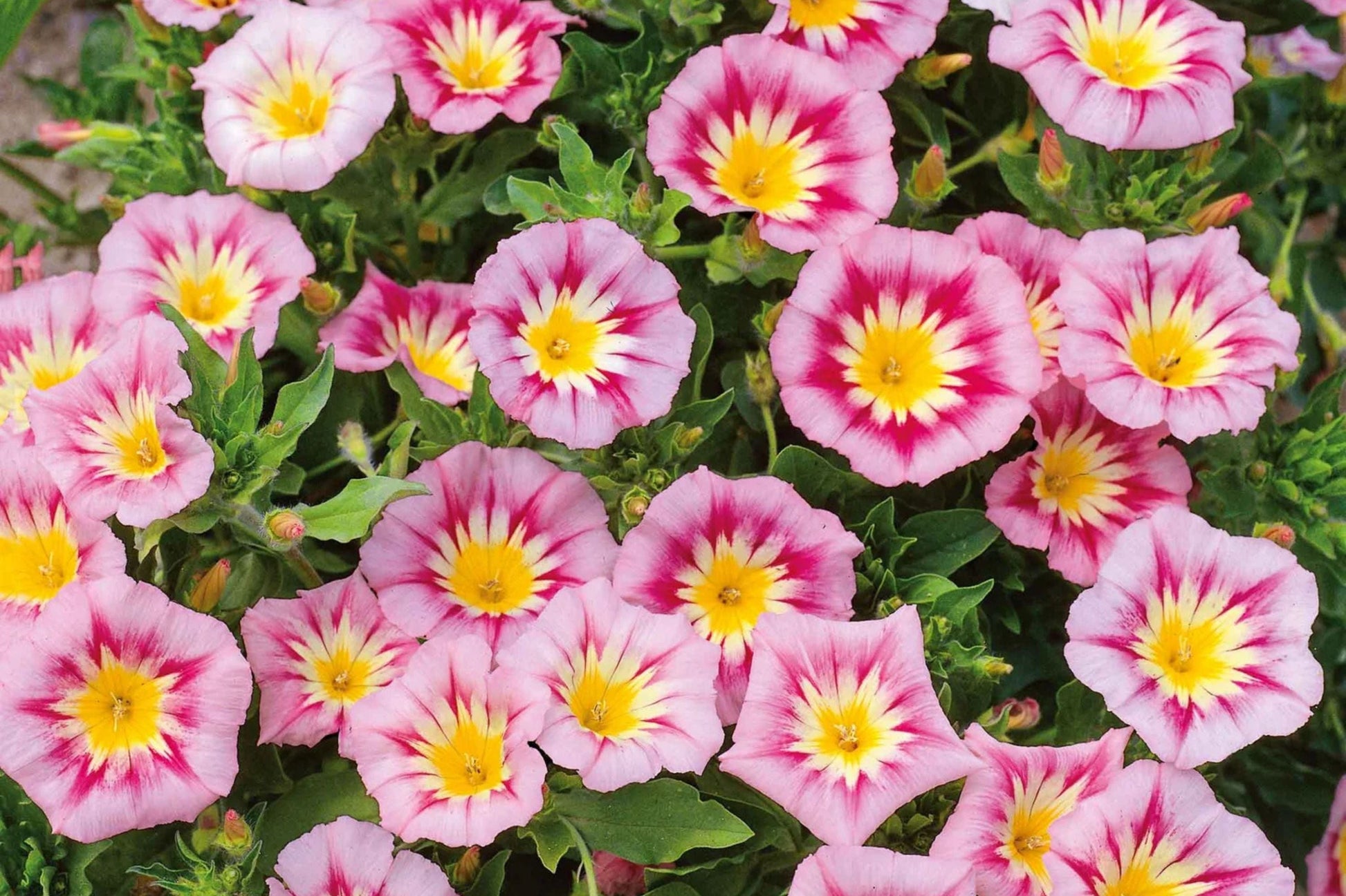 Rose Ensign Dwarf Morning Glory Seeds | Pink & Red Blooms | Compact 8" Tall | Long Blooming | Pollinator Attracting | Convolvulus tricolor