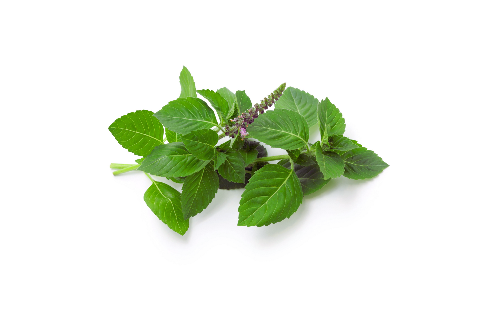 Anise Basil Seeds - 500+ Non-GMO Heirloom Herb Seeds for Garden, Culinary & Pollinator Attractant (Ocimum basilicum var. anisatum)