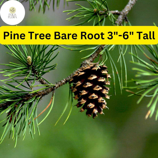 10 Fast-Growing Pine Tree Seedlings 3-6" Tall Bare Root for Landscaping & Reforestation