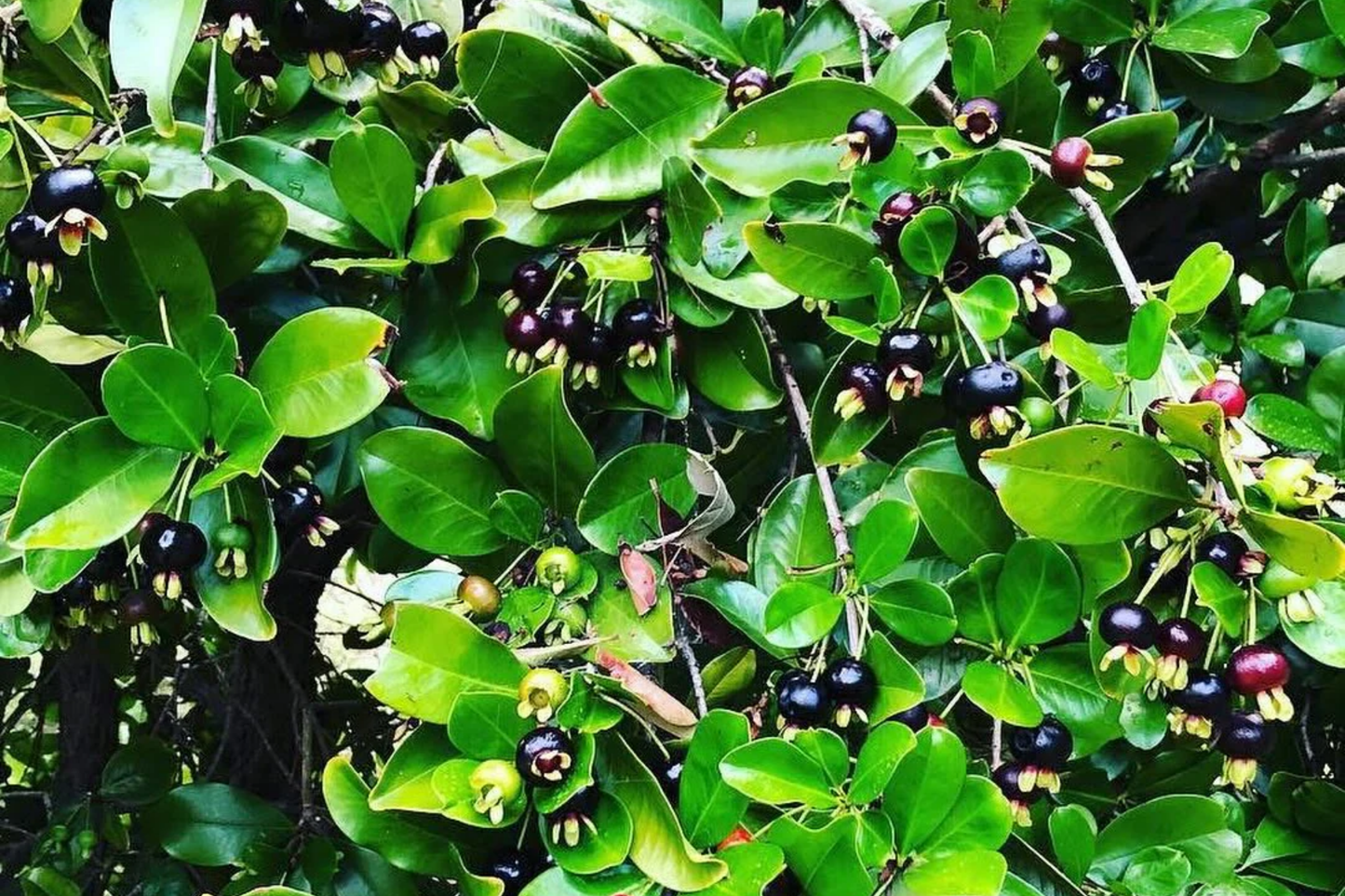 Starter Plant - 1-2' Grumichama Tree Eugenia brasiliensis, Tropical Fruit Tree with Sweet-Tart Cherry-Like Fruit