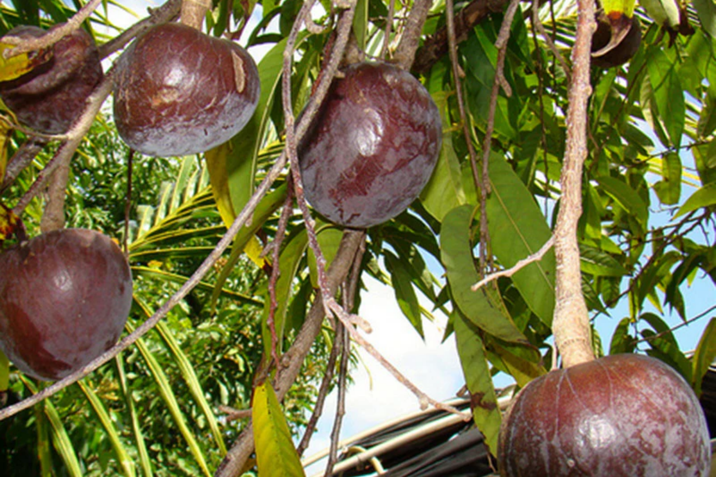 Bullock's Heart Tree Starter Plant - Annona reticulata Tropical Fruit Tree with Heart-Shaped Fruit, Sweet & Creamy Flavor