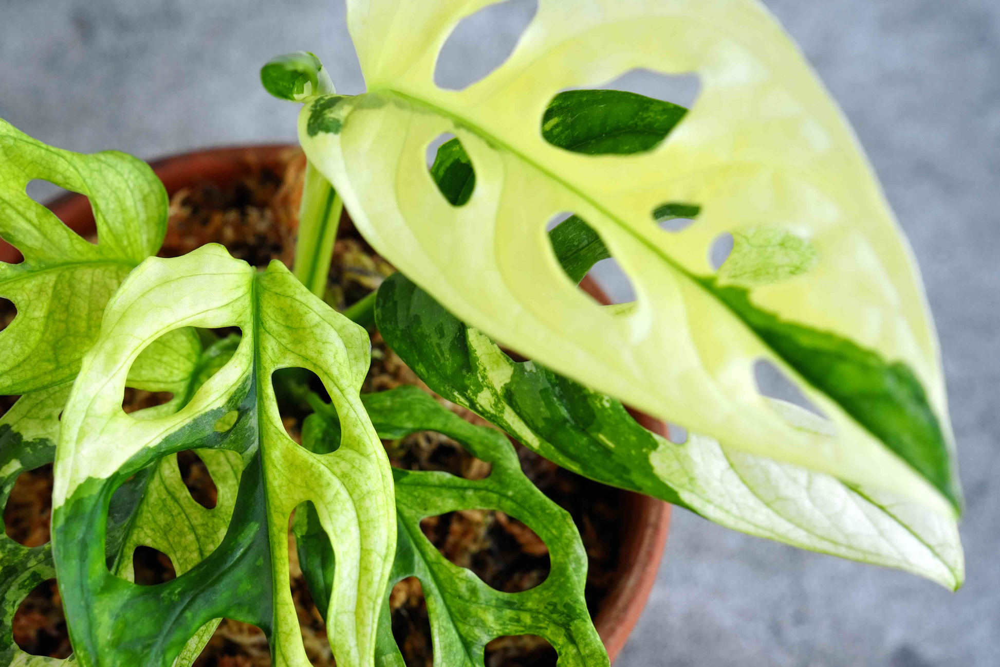 Monstera Adansonii Live Starter Plant, Easy Care Climbing Tropical Houseplant, Swiss Cheese Plant, 6" Cutting