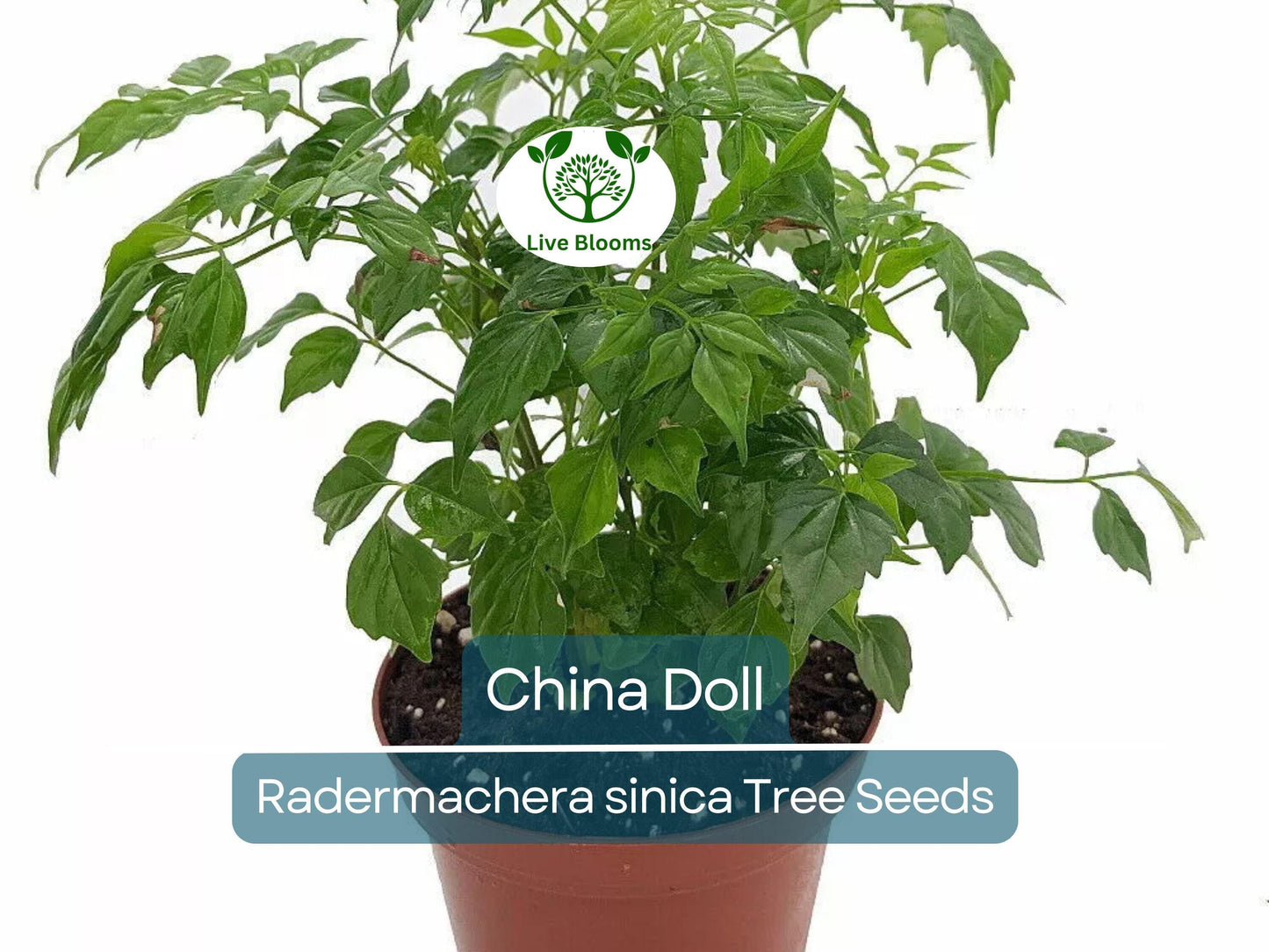 15 Radermachera sinica Seeds | China Doll Tree Indoor Bonsai Plant Non-GMO