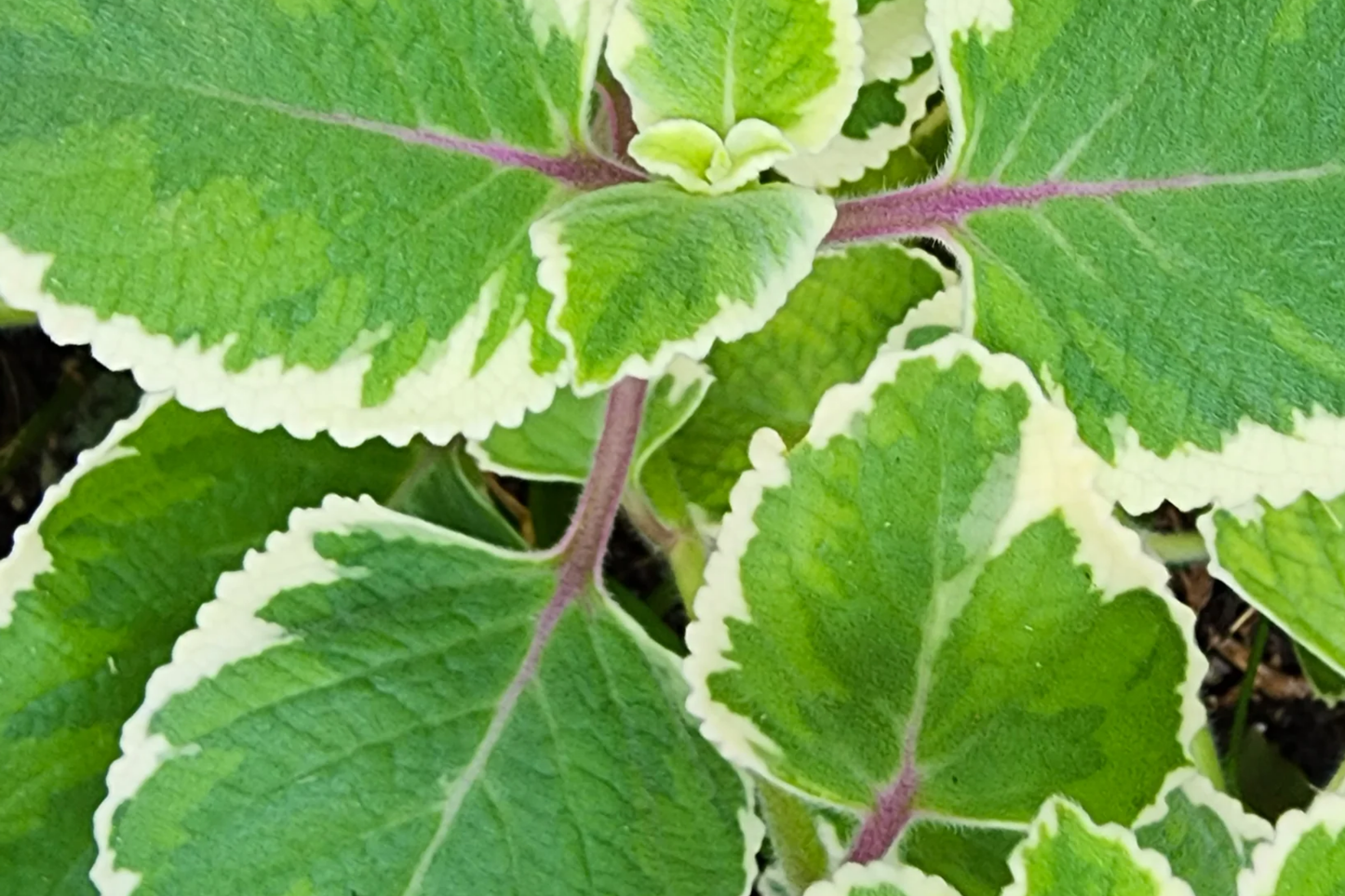 Variegated Indian Borage Starter Plant | Tropical Herb with Aromatic Foliage | Easy Care Coleus amboinicus