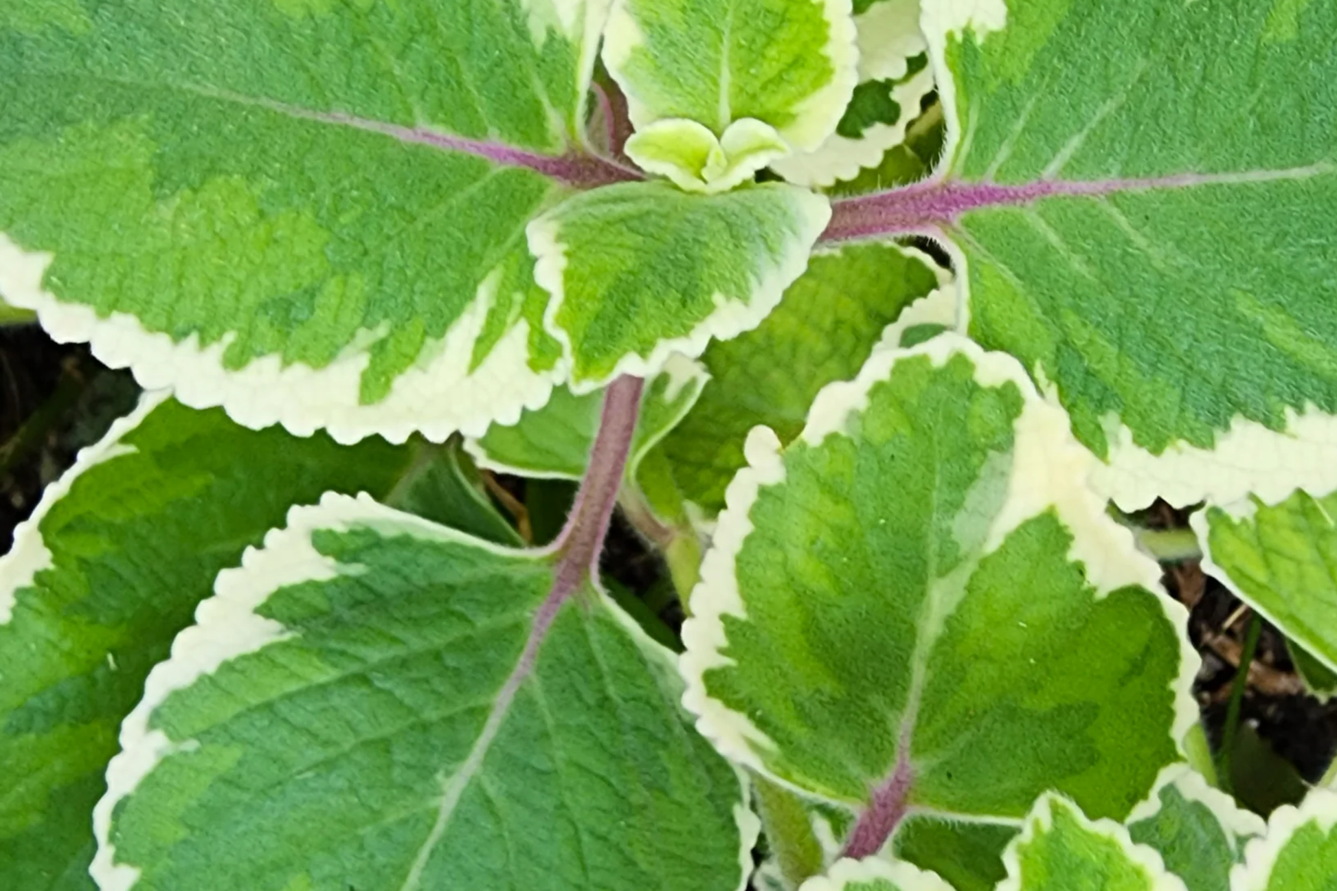 Variegated Indian Borage Starter Plant | Tropical Herb with Aromatic Foliage | Easy Care Coleus amboinicus