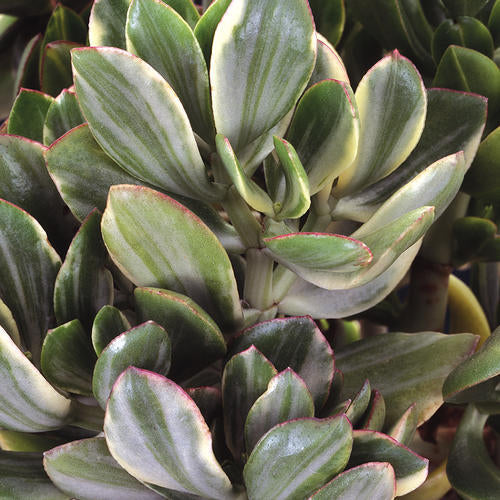 Variegated Jade Plant Succulent 2.5 Inch Pot Crassula ovata Indoor Live Plant Easy Care