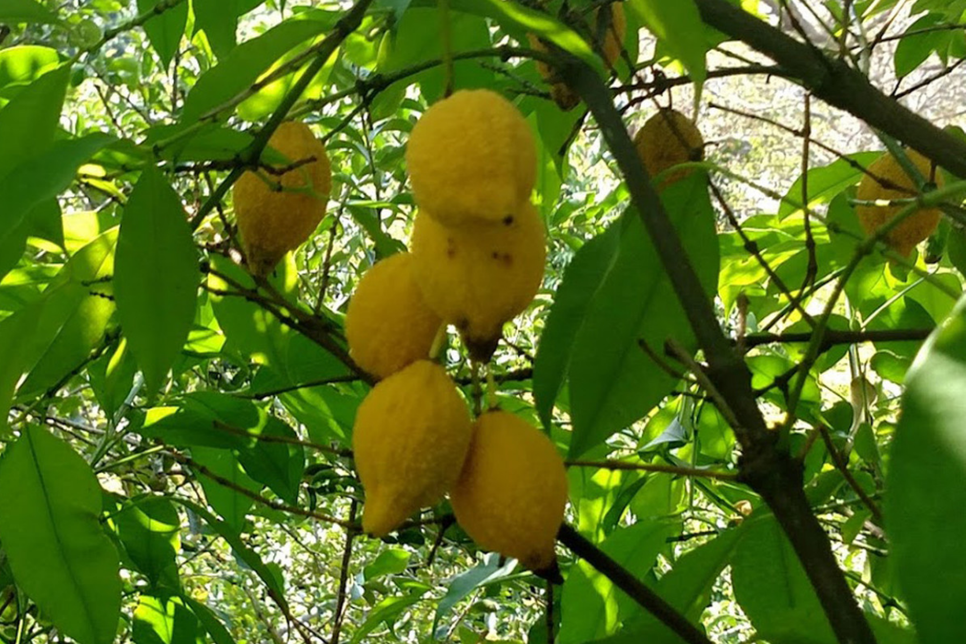 Bumpy Lemon Garcinia madruno Starter Plant | Tropical Fruit Tree with Citrus Flavor | 12"-24" Tall | Exotic Edible Garden Plant