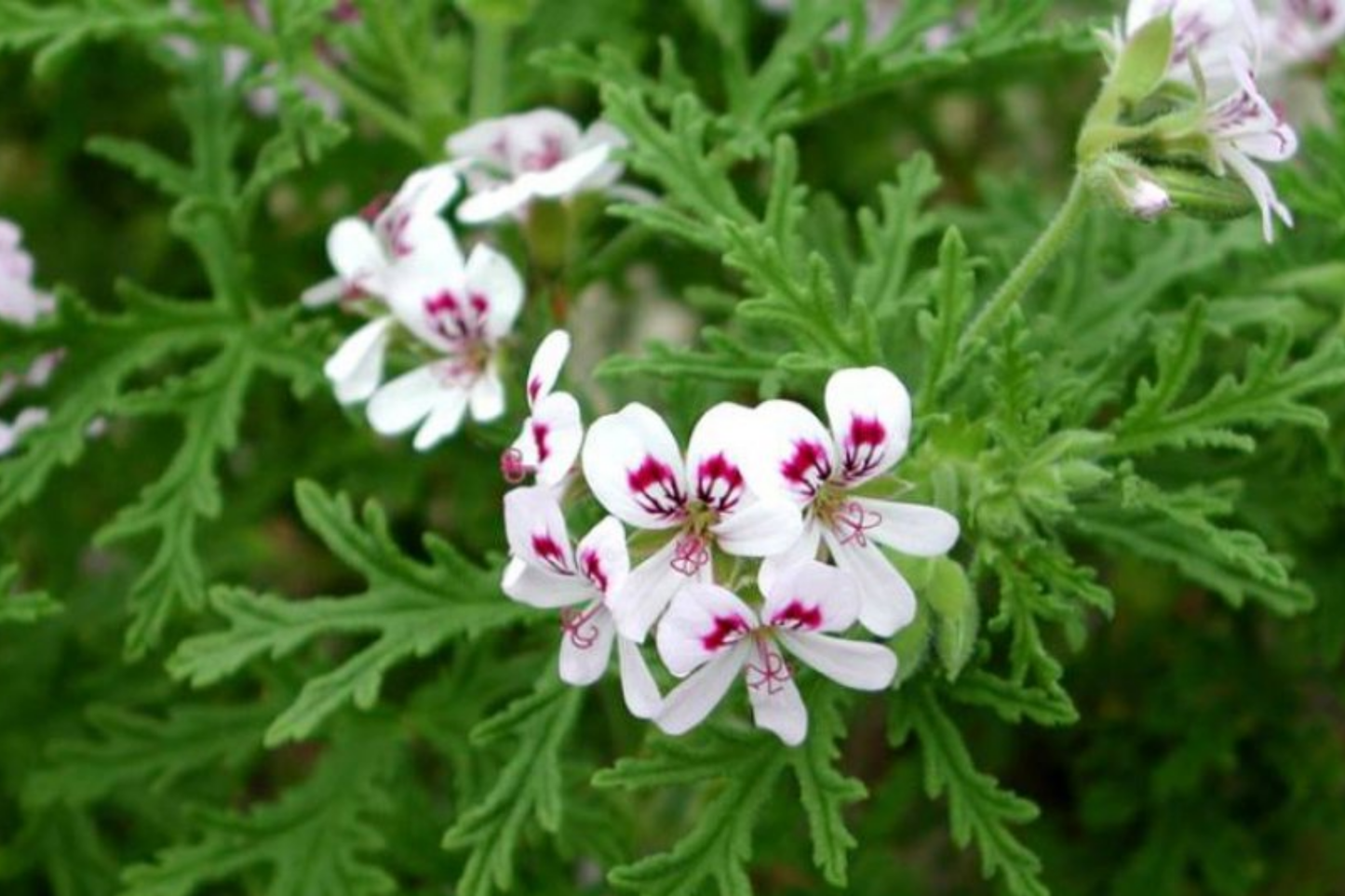 Geranium Pelargonium Scented Variegated Unrooted Cuttings – Fragrant, Variegated Foliage, Easy-Care Flowering Plant