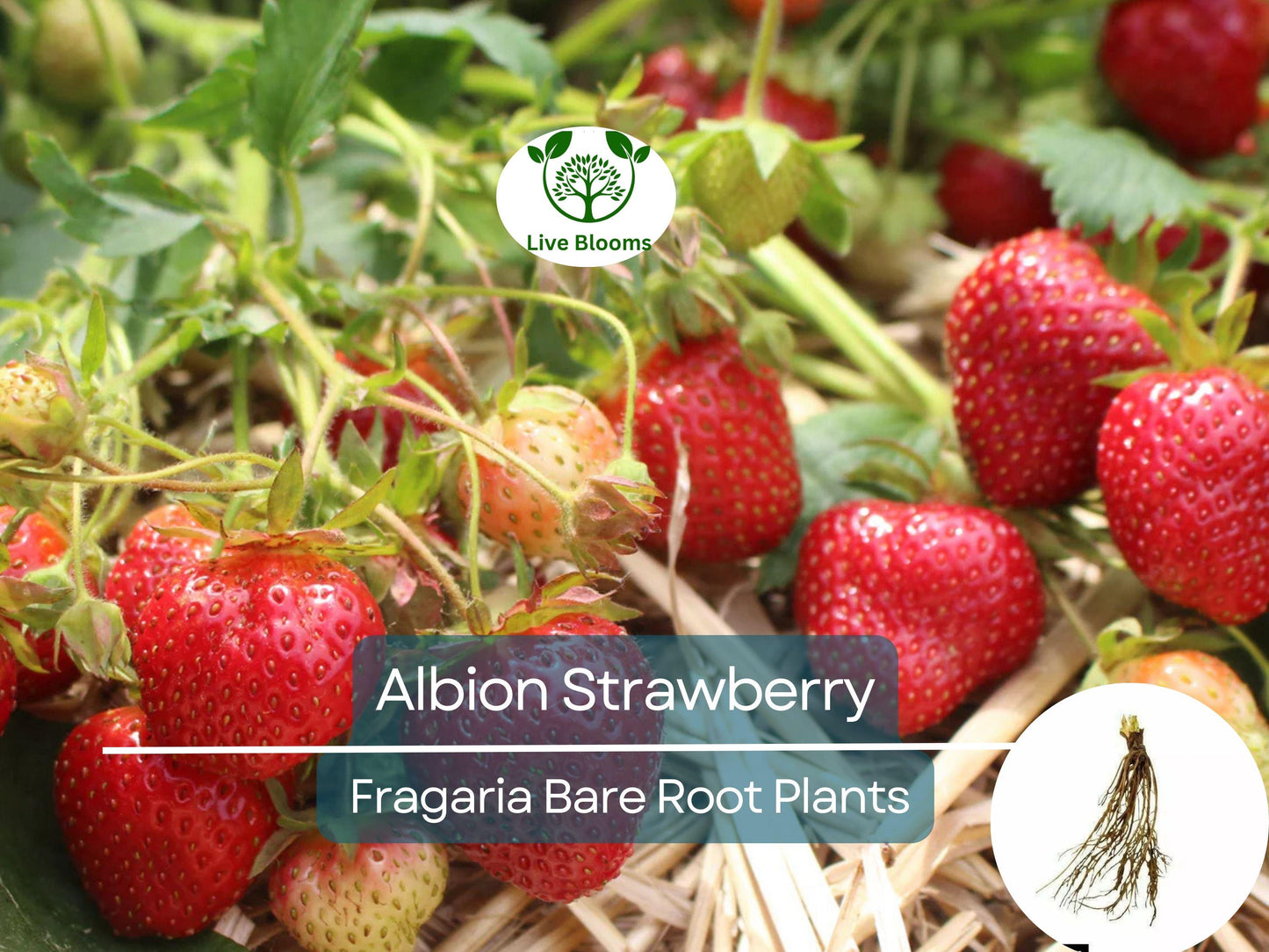 25 Albion Strawberry Bare Root Plants - Day Neutral, Large Sweet Fruit, Non-GMO, Zones 4-9
