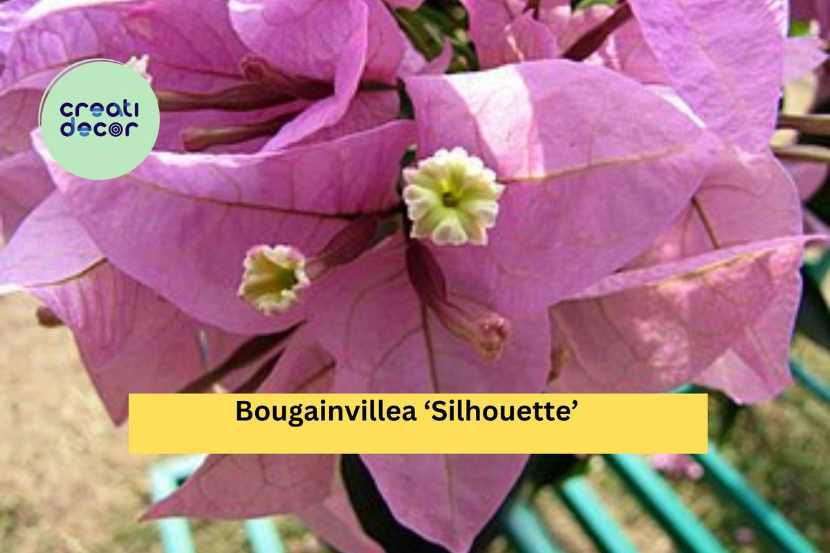 Bougainvillea Starter Plant - Silhouette Variety - Pink-Purple Bracts - Bougainvillea glabra Hybrid - Tropical Vine for Garden