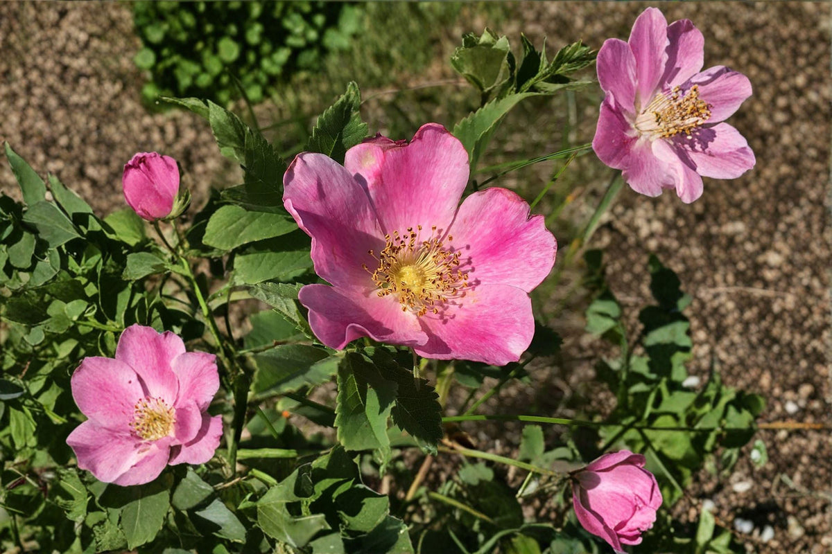 Pasture Rose Seeds | 10 Seeds | Hardy Pink Flowering Shrub | Rosa carolina | Native Plant for Pollinator Gardens