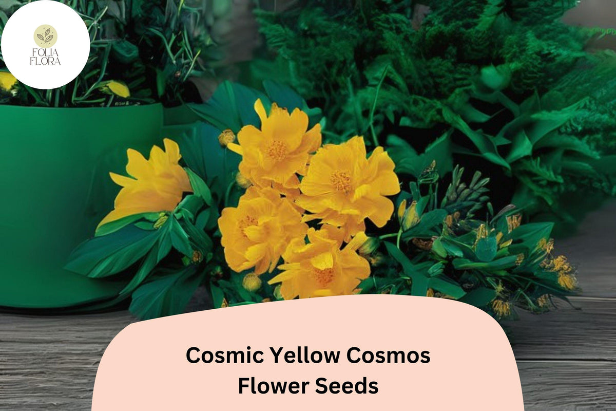 Cosmos Seeds 200+ Count | Cosmic Yellow Annual Flower Seeds | Cosmos Sulphureus | Bright Yellow Blooms for Garden & Pollinators
