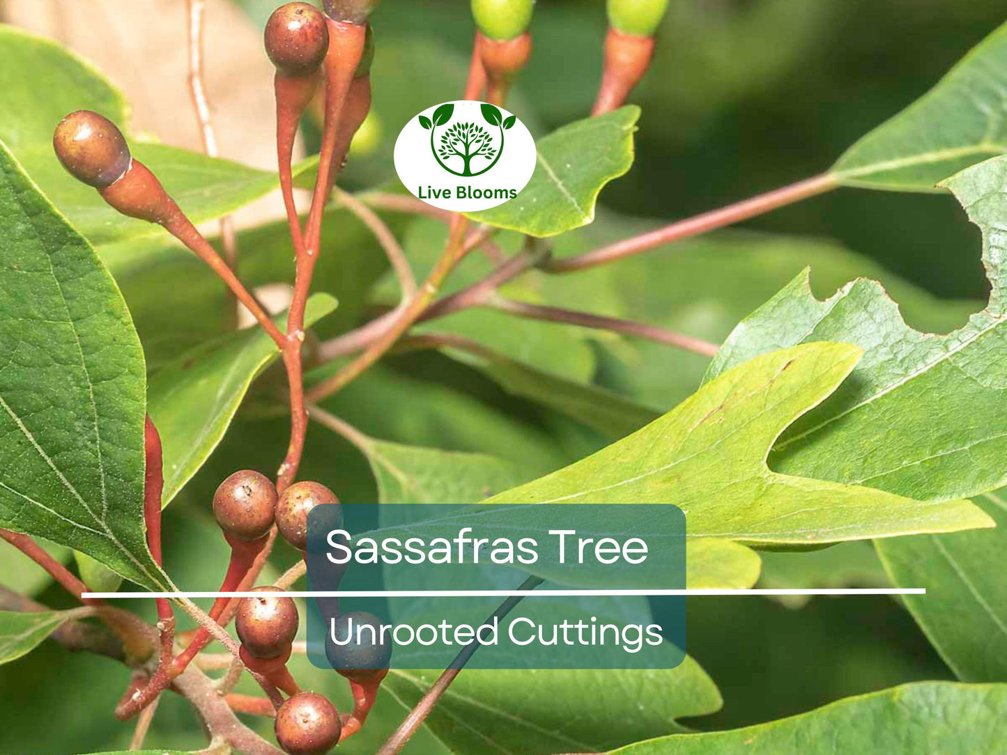 10 Sassafras Cuttings – Fresh Unrooted Sassafras albidum for Edible, Wildlife, and Ornamental Use