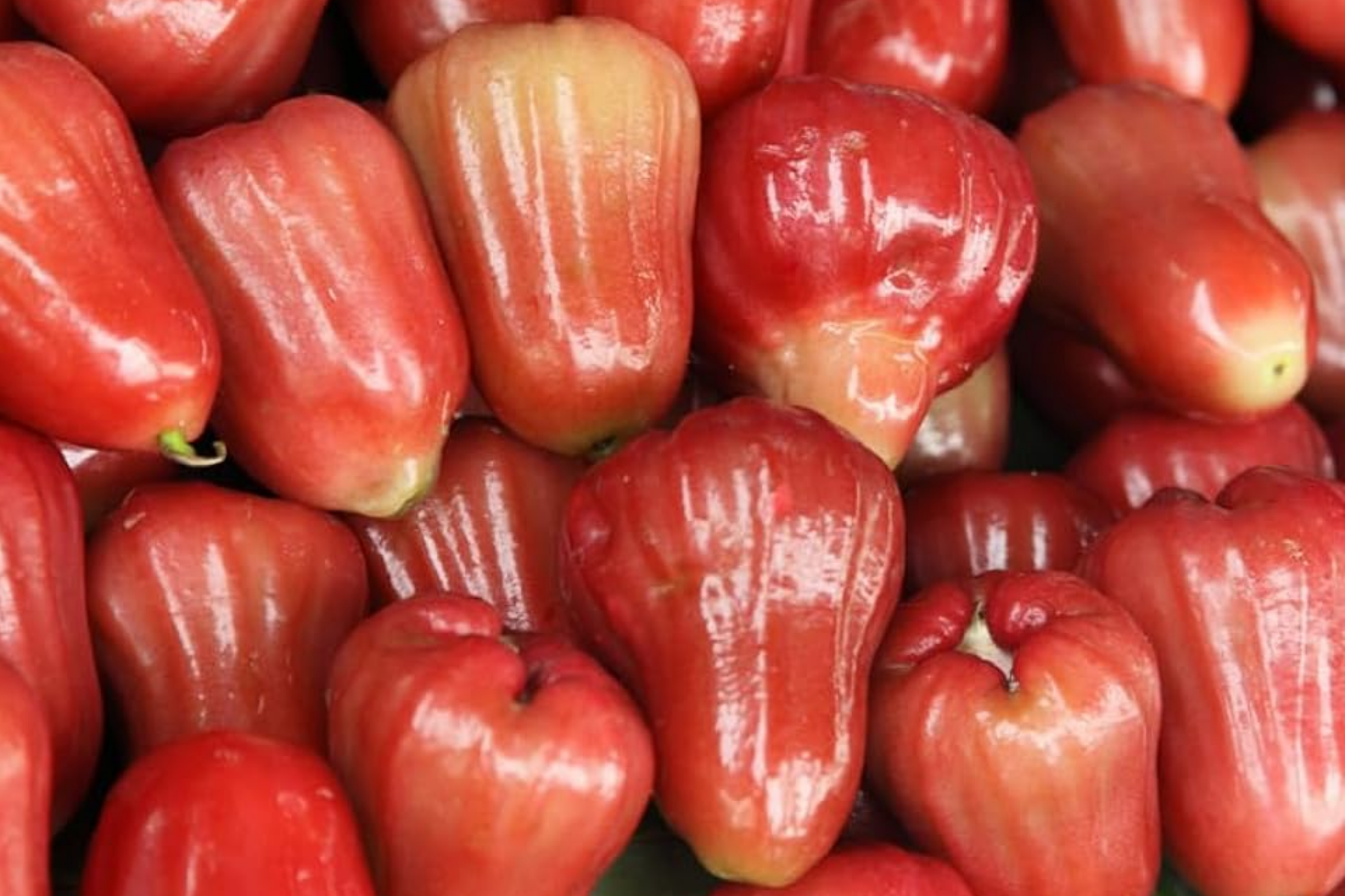Red Wax Jambu Tree Starter Plant | Live Fruit Tree with Red Bell-Shaped Fruits | Syzygium jambos
