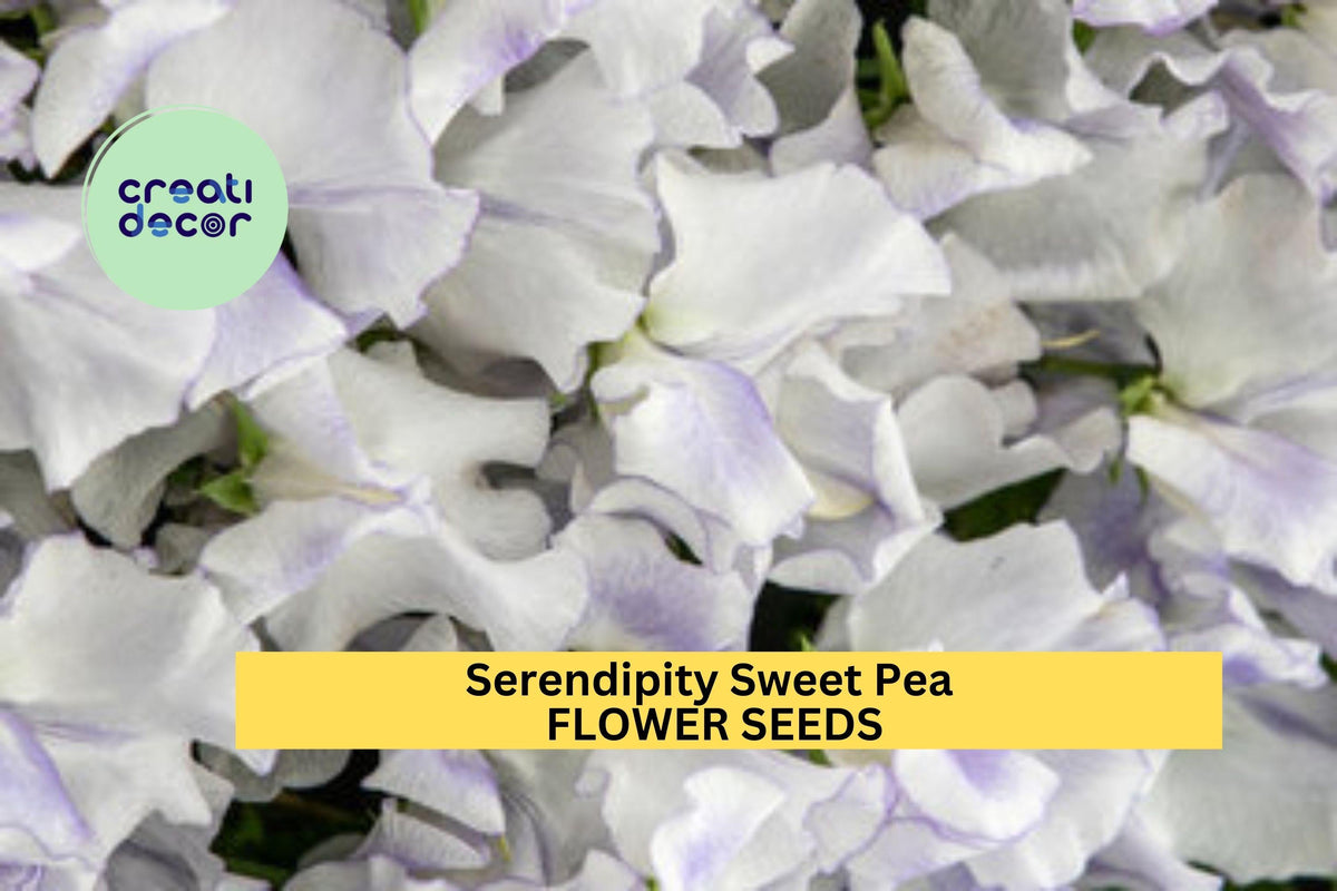 50+ Serendipity Sweet Pea Seeds – Lavender & Pink Fragrant Climbing Vines for Trellises