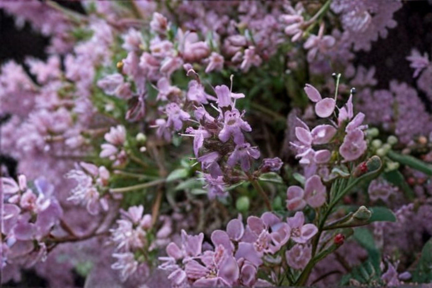 Creeping Thyme Seeds, Thymus serpyllum, Groundcover Herb, Pollinator Plant, Lawn Alternative, Drought Tolerant, Low-Growing