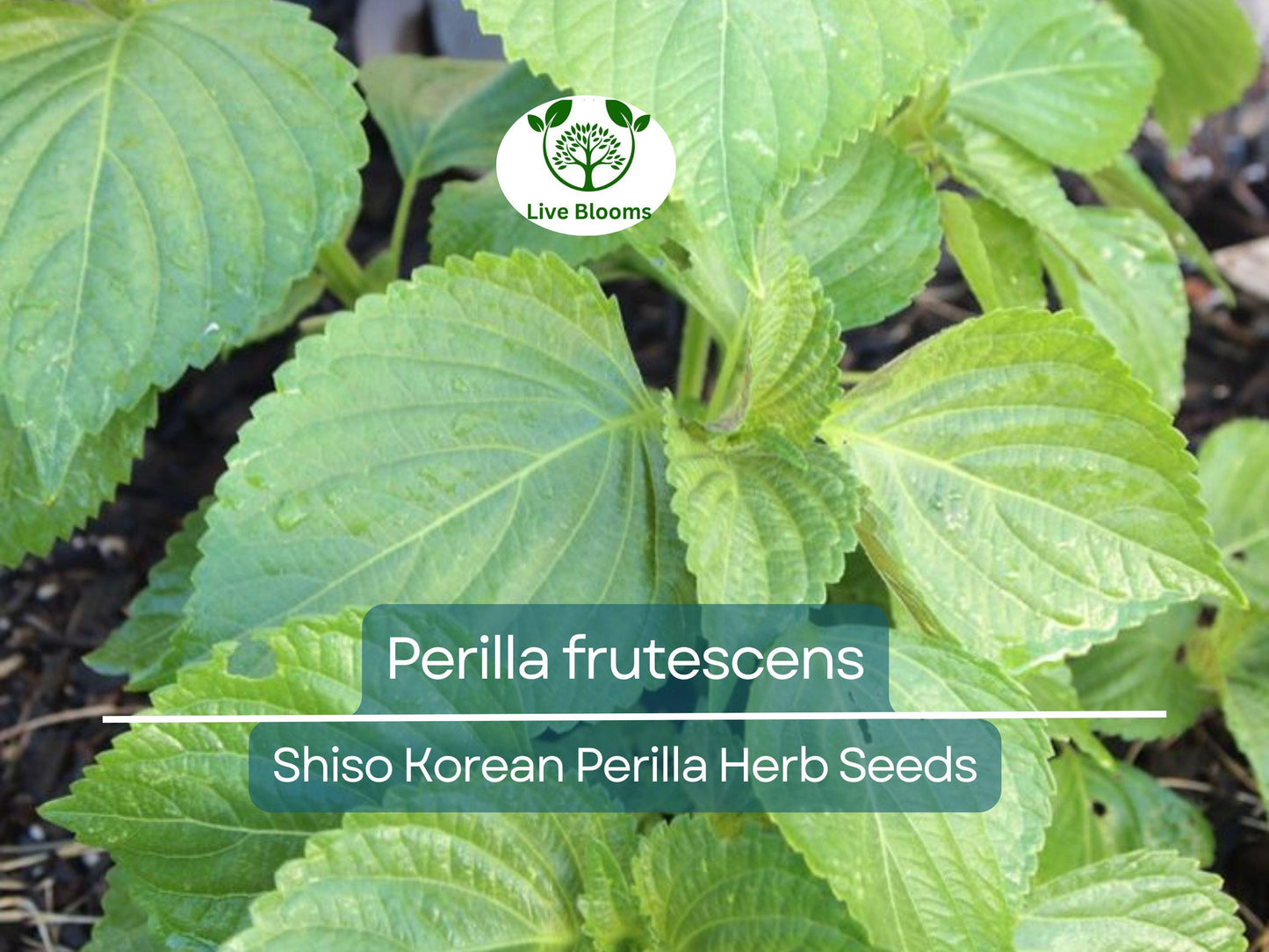 400 Seeds Perilla (Shiso) Korean Perilla Herb for Planting – Aromatic Asian Herb for Sushi, Garnishes & Stir-Fries