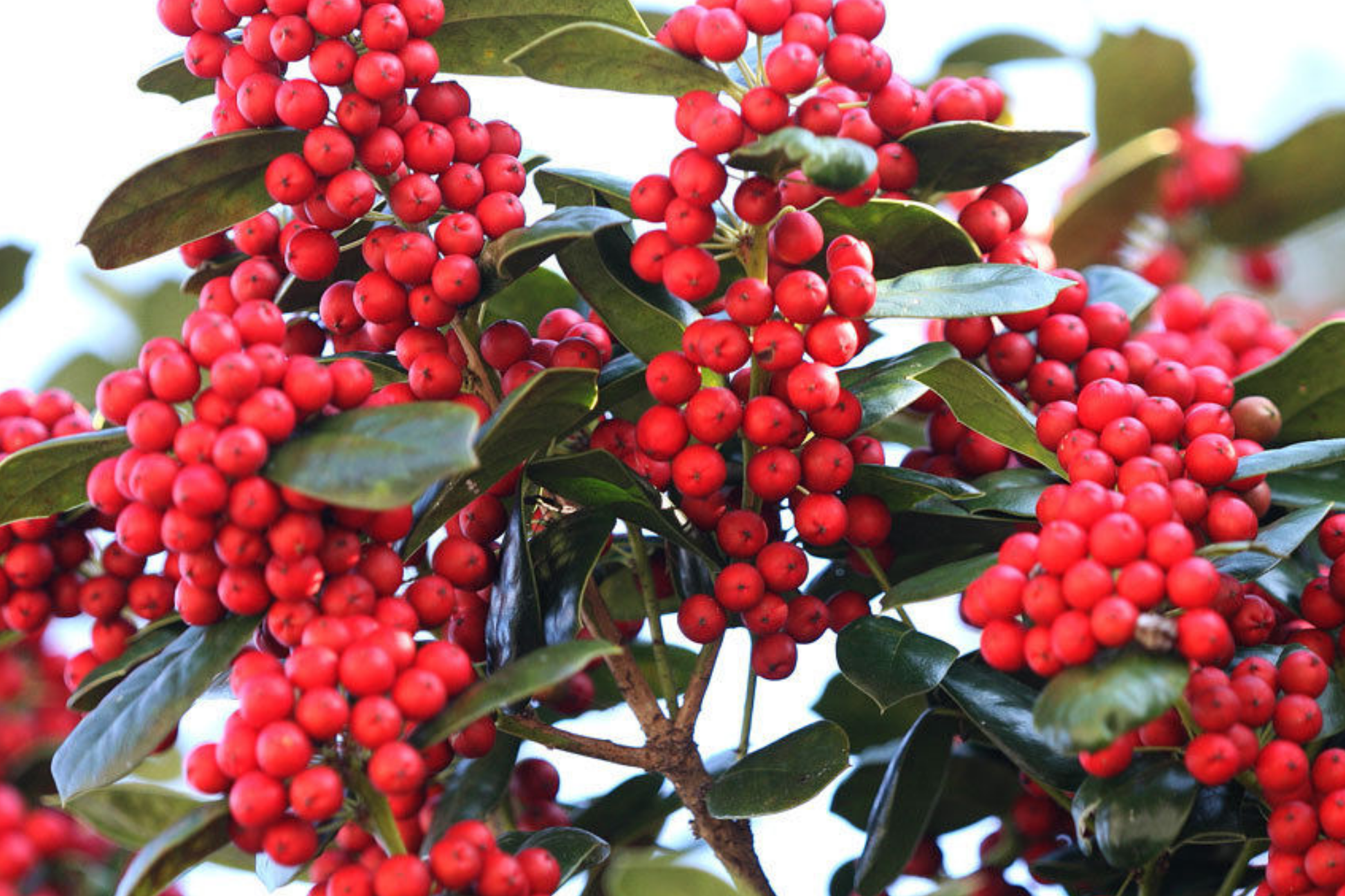 Chinese Holly Seeds 500mg | Evergreen Shrub with Glossy Leaves | Ilex Cornuta Plant Seeds
