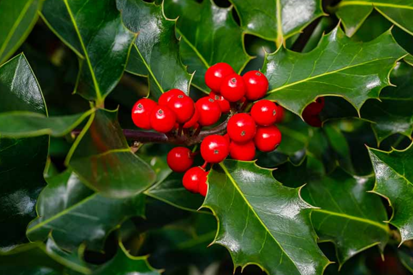 English Holly Seeds - Ilex Aquifolium Evergreen Shrub with Red Berries, 10 Seeds for Hedges & Wildlife Gardens